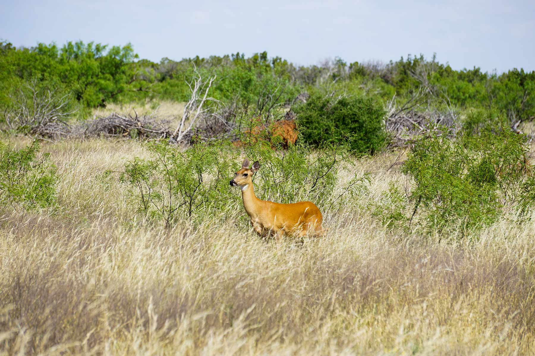 Water Canyon Ranch property picture 25 of 55