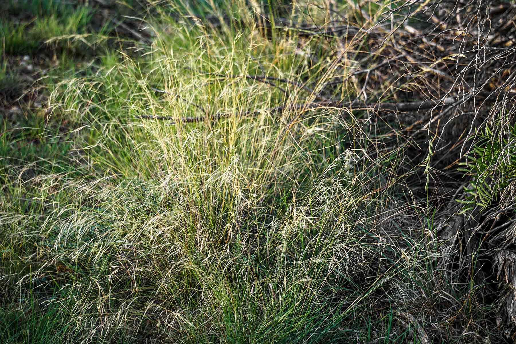 Water Canyon Ranch property picture 39 of 55