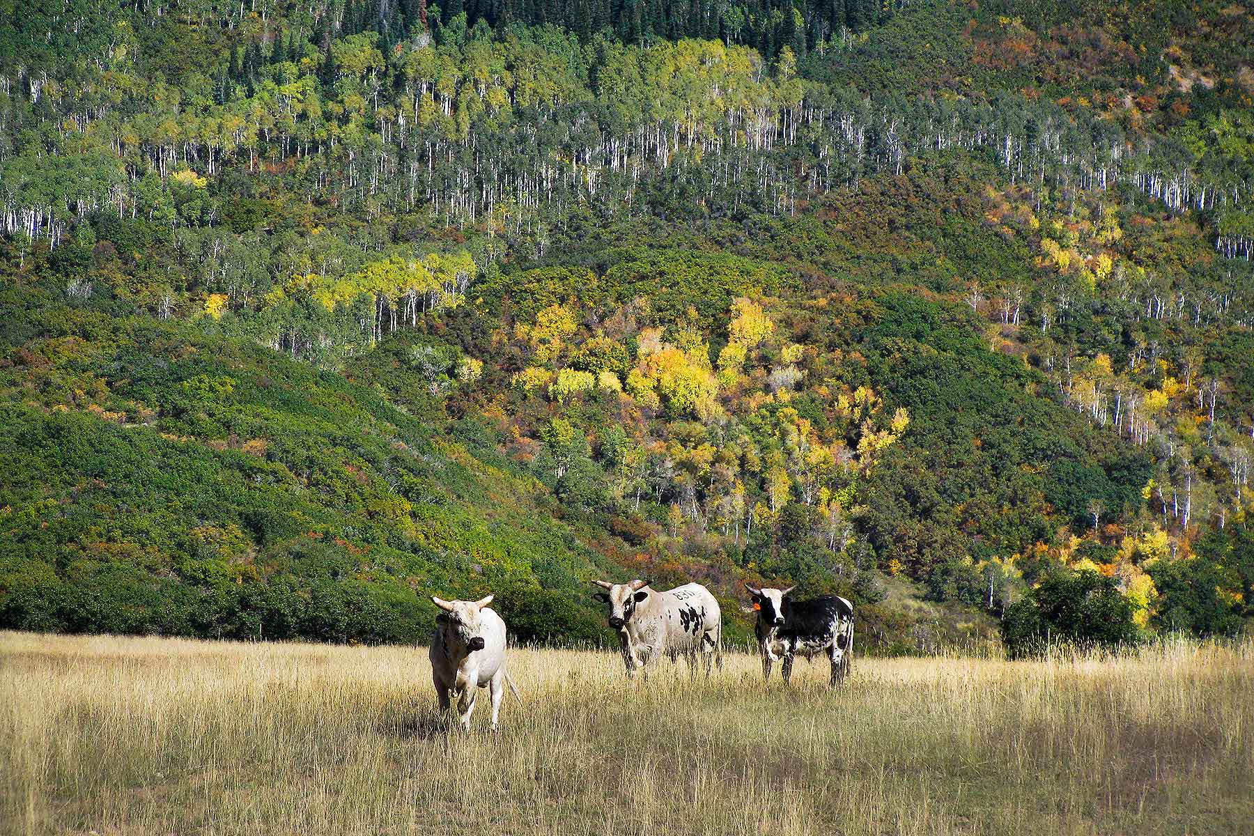 Slate Creek Ranch property picture 3 of 66