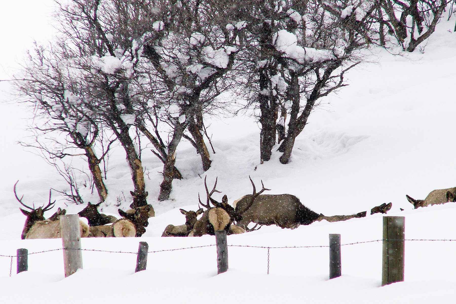Slate Creek Ranch property picture 42 of 66