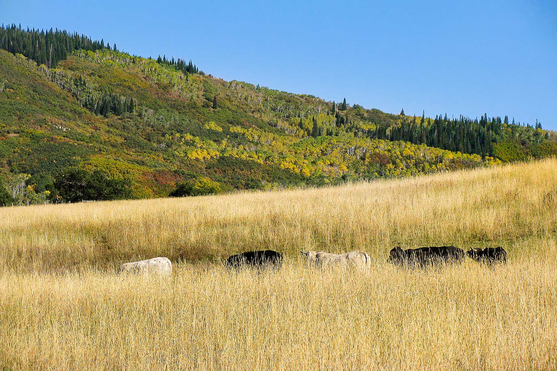Slate Creek Ranch property picture 2 of 66