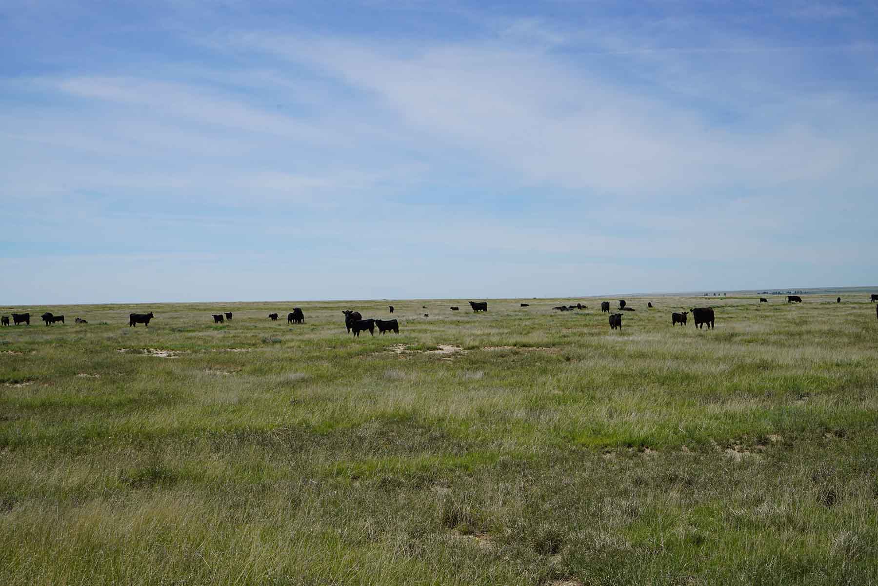 Parker Farm & Ranch property picture 60 of 87