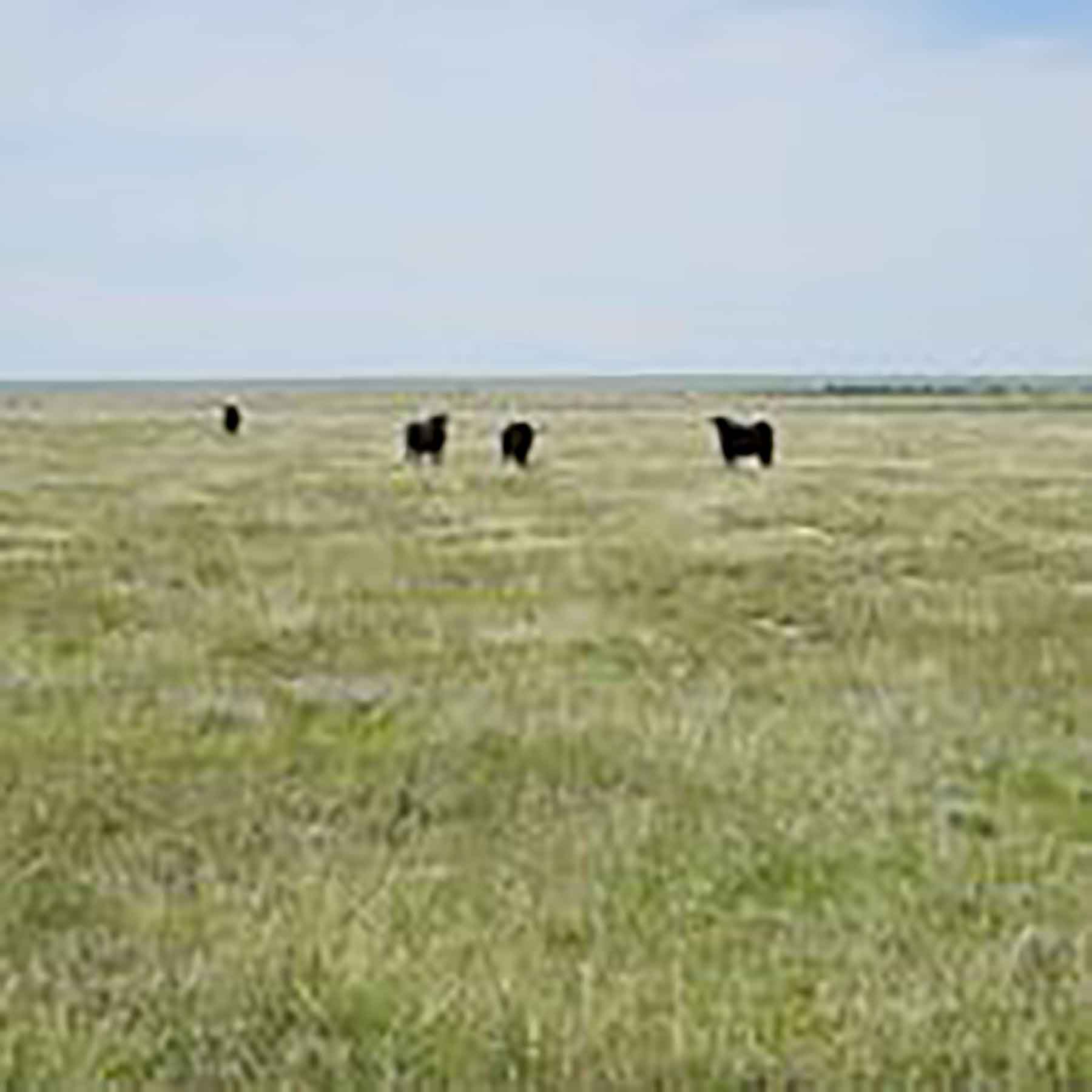 Parker Farm & Ranch property picture 84 of 87