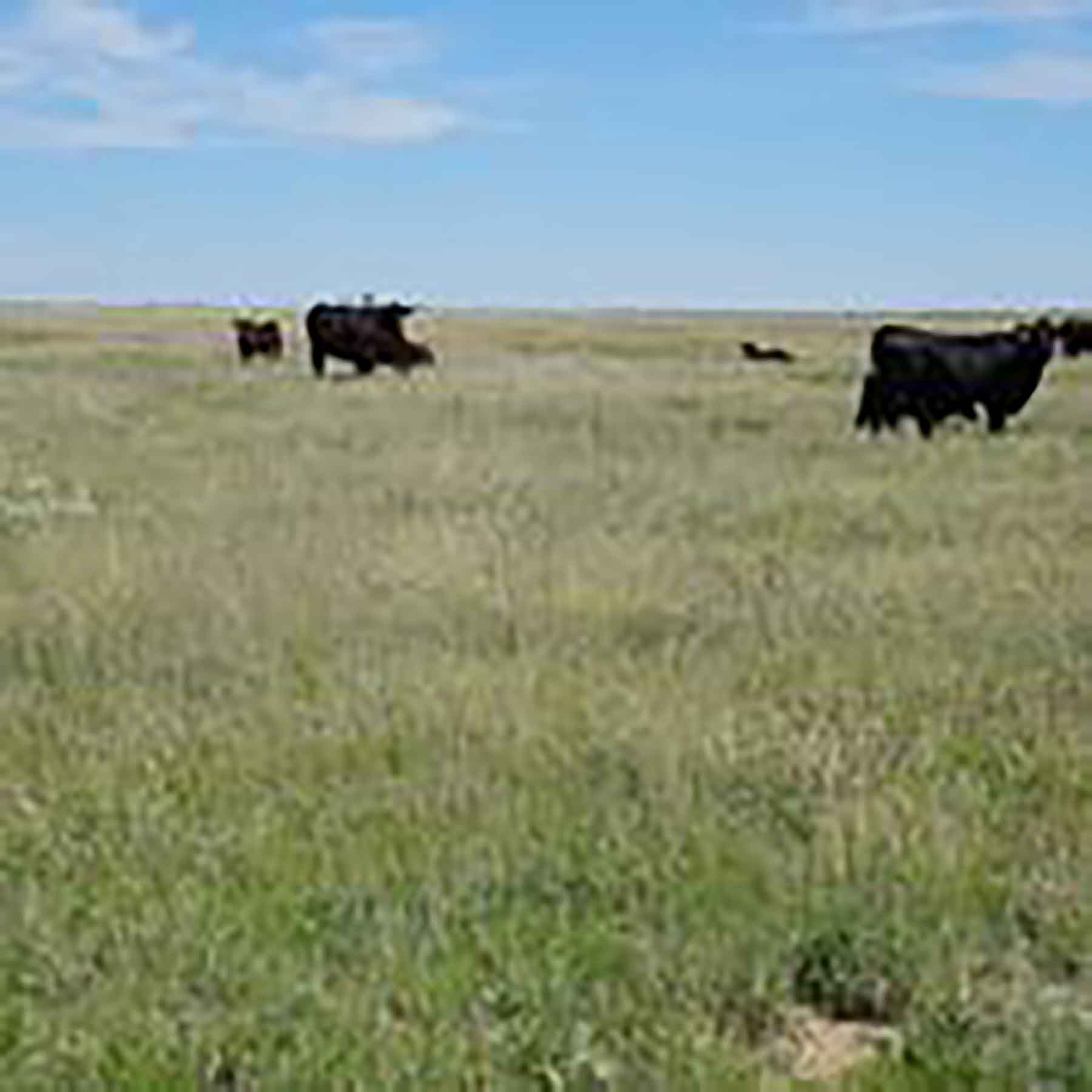 Parker Farm & Ranch property picture 34 of 87