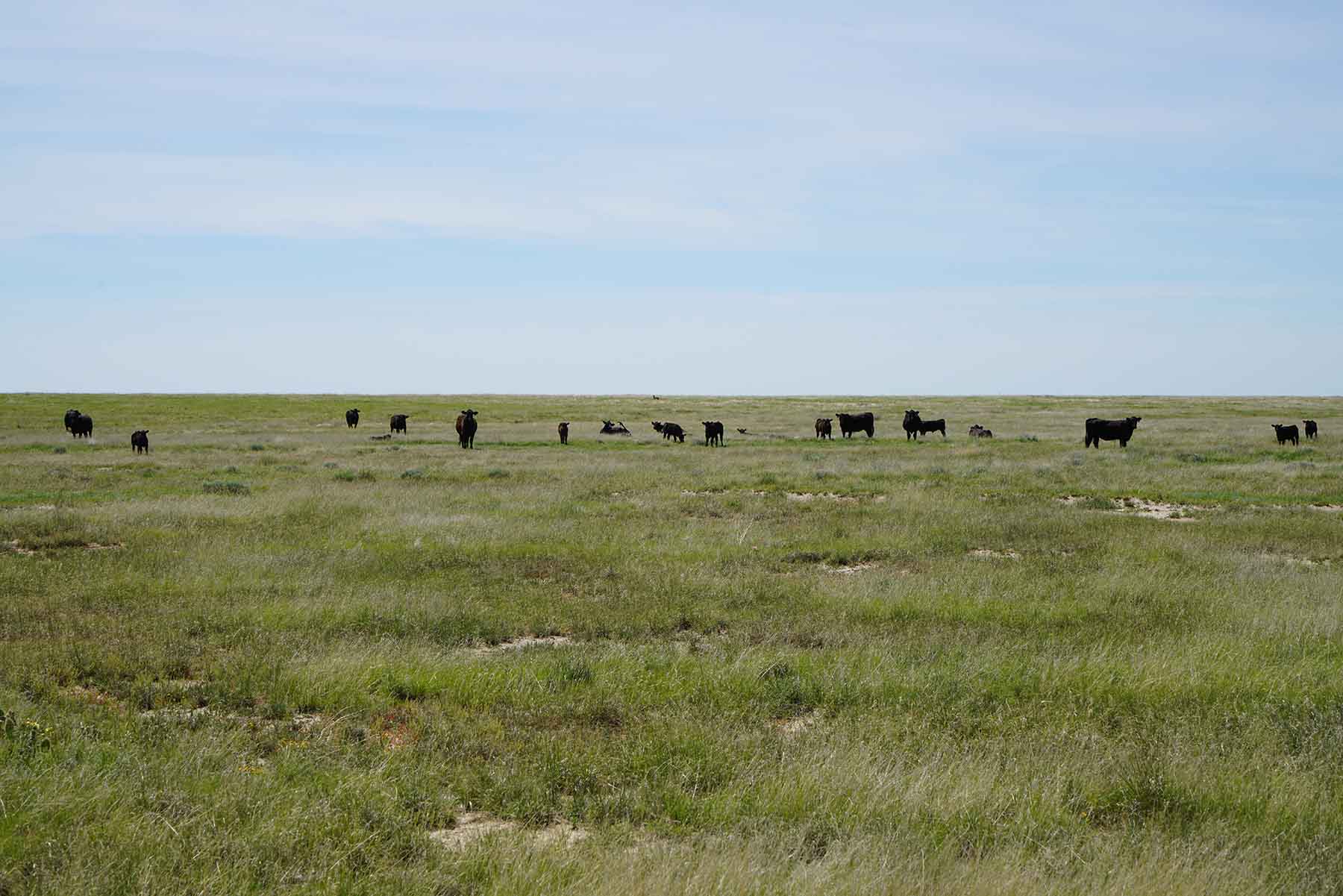 Parker Farm & Ranch property picture 61 of 87