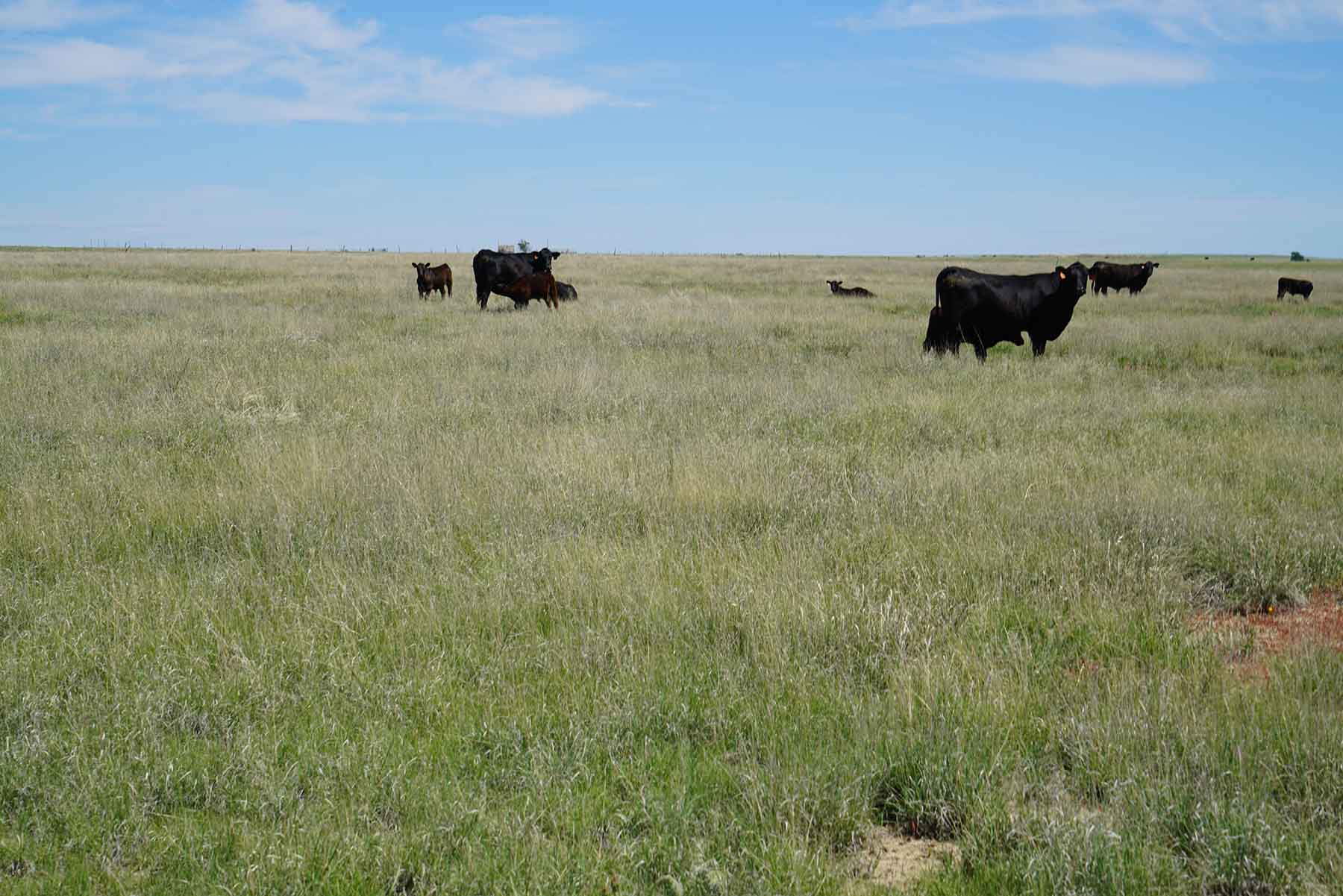 Parker Farm & Ranch property picture 20 of 87