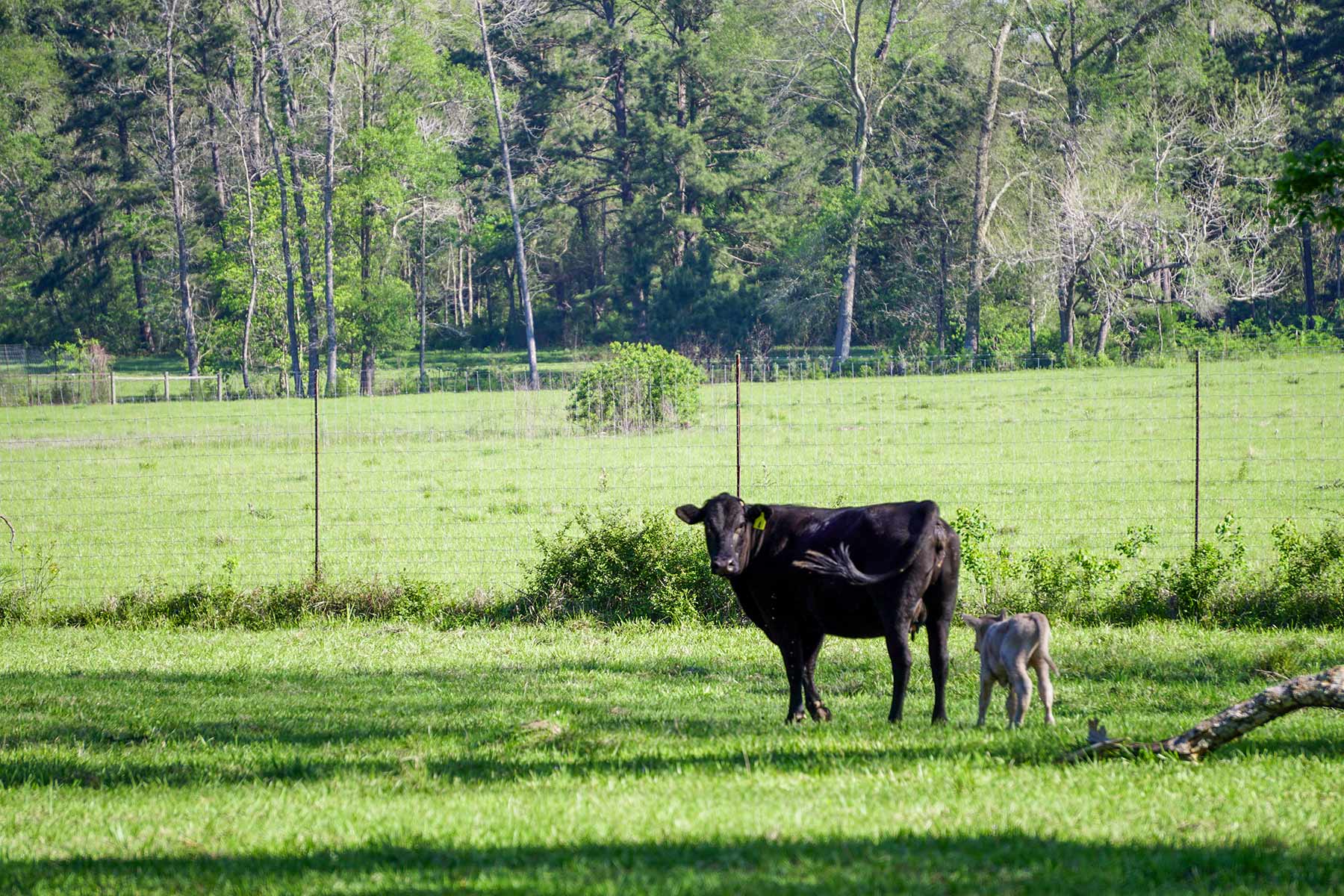 East Tempe Creek Ranch property picture 4 of 22