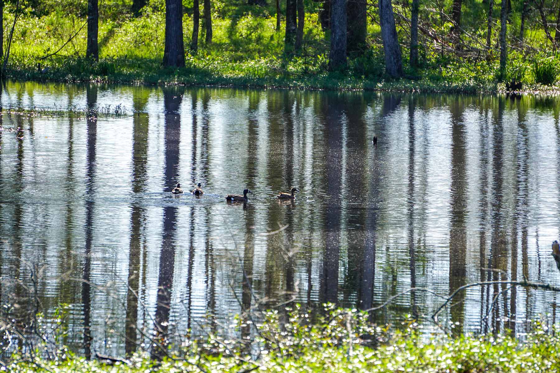 East Tempe Creek Ranch property picture 6 of 22