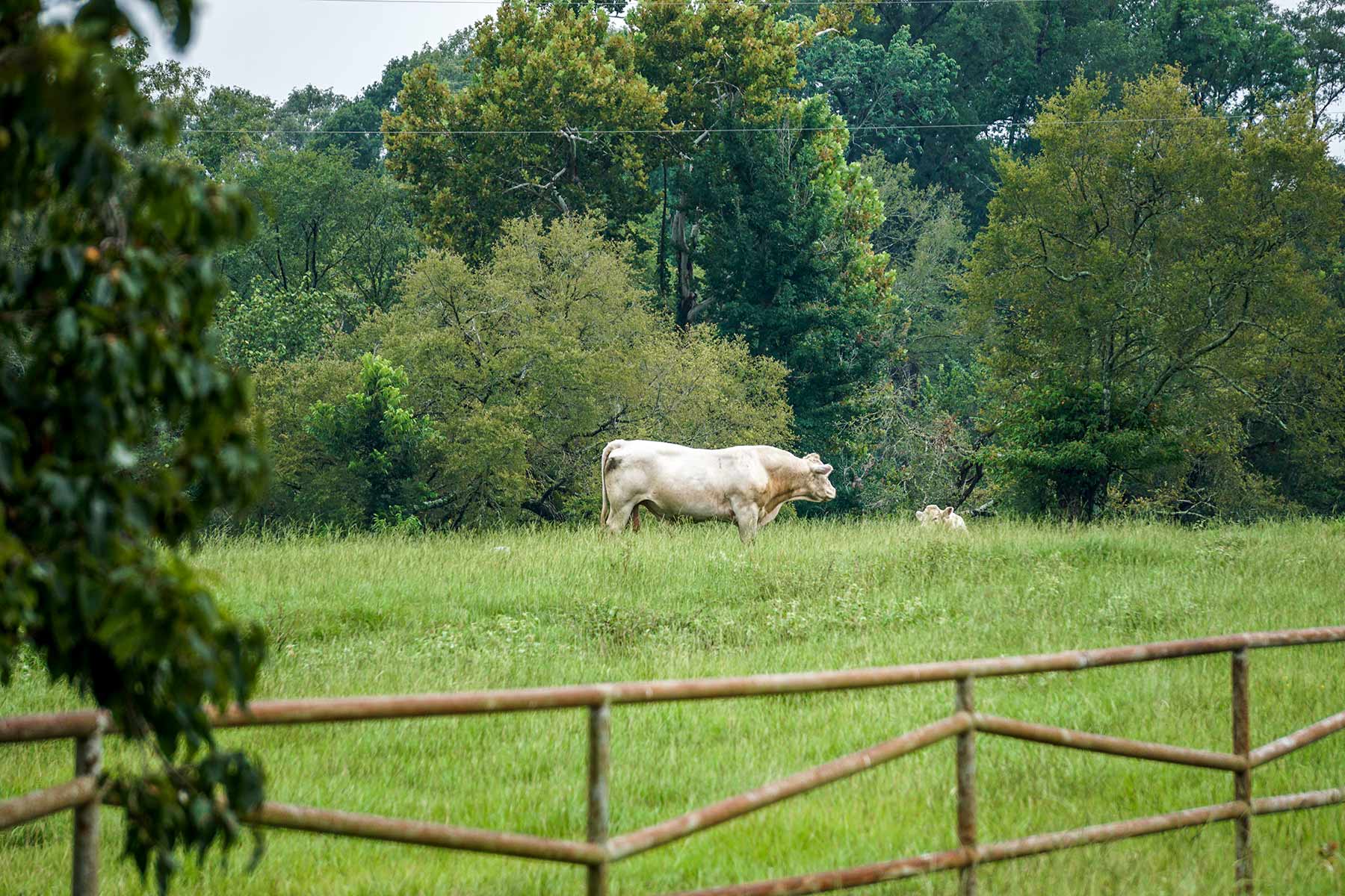 East Tempe Creek Ranch property picture 22 of 22
