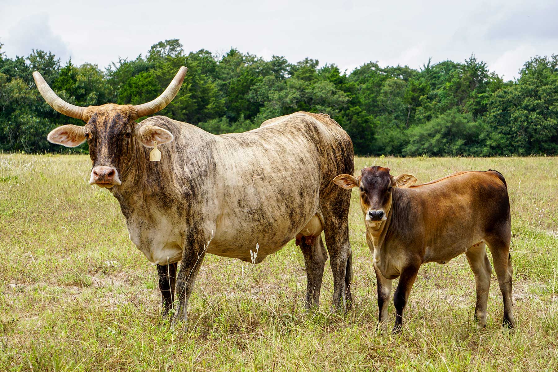 Pokey Camp Ranch property picture 33 of 40
