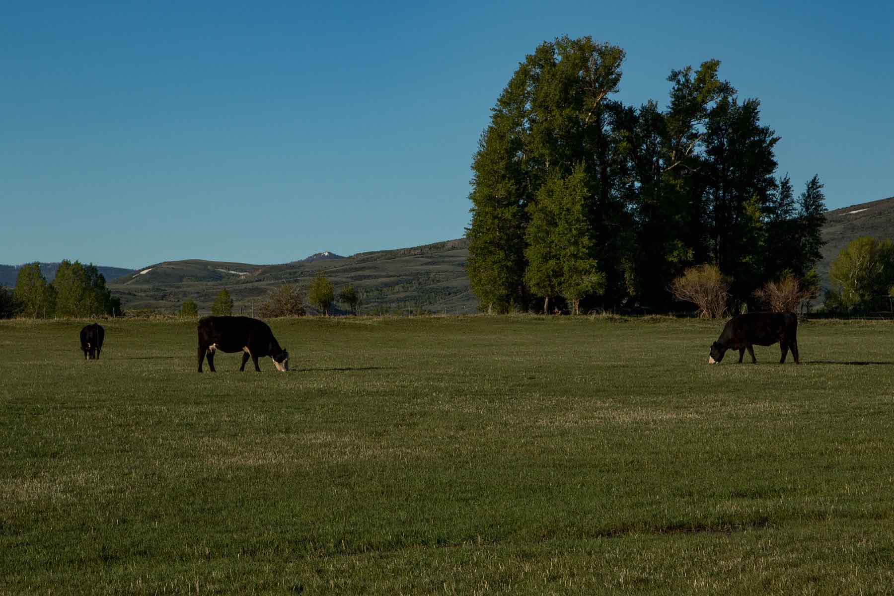 Half Diamond Horseshoe property picture 6 of 59