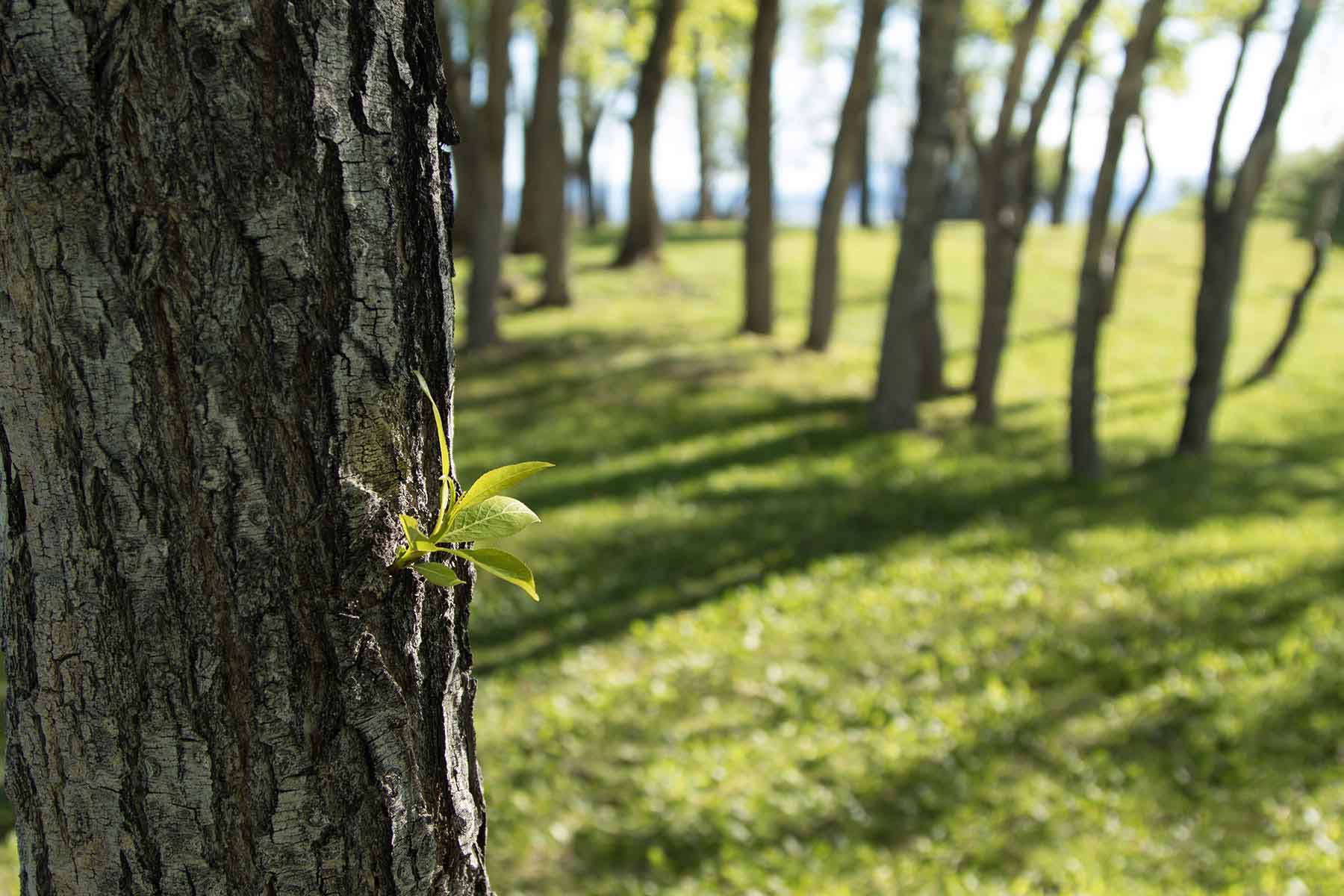 Half Diamond Horseshoe property picture 18 of 59