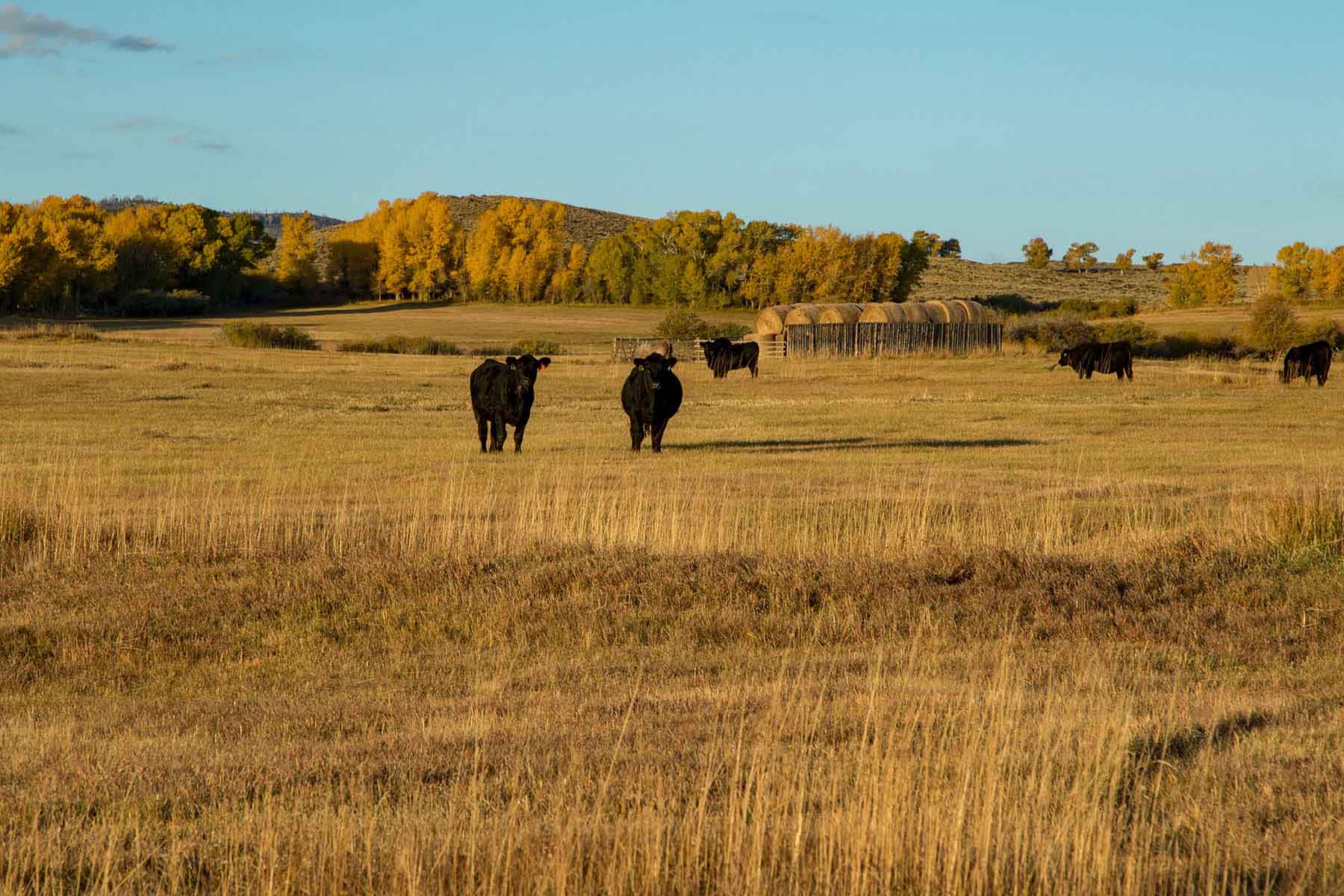 Half Diamond Horseshoe property picture 30 of 59