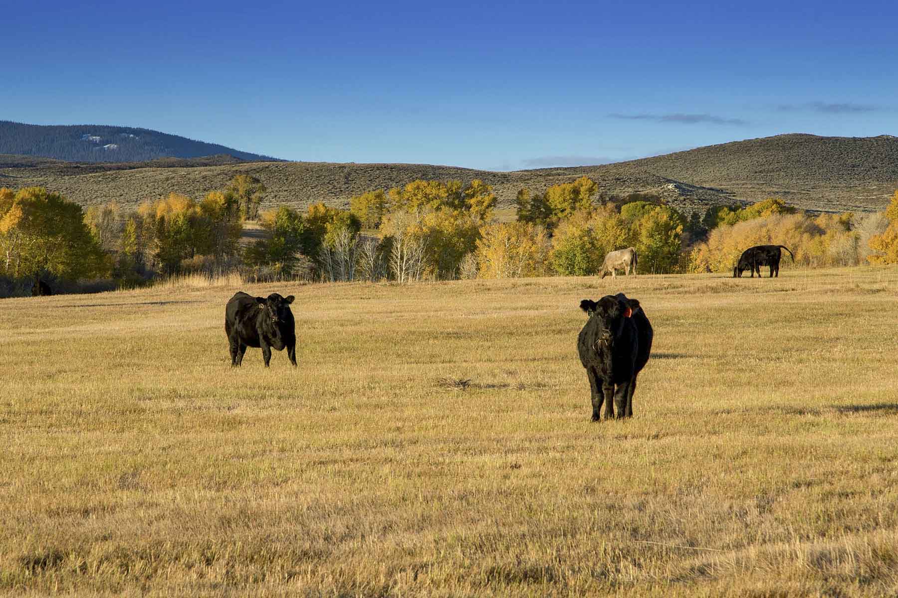 Half Diamond Horseshoe property picture 29 of 59