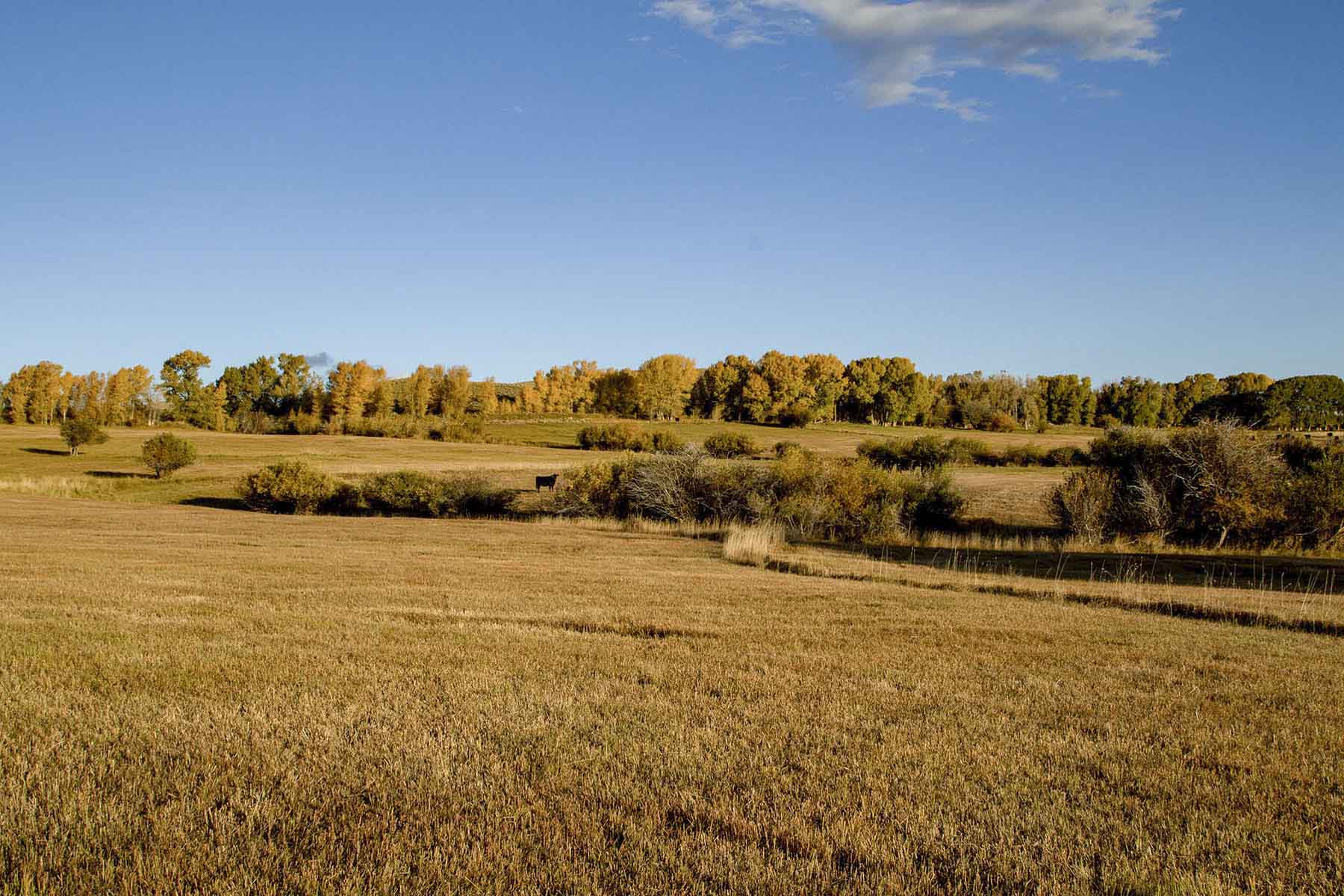 Half Diamond Horseshoe property picture 28 of 59