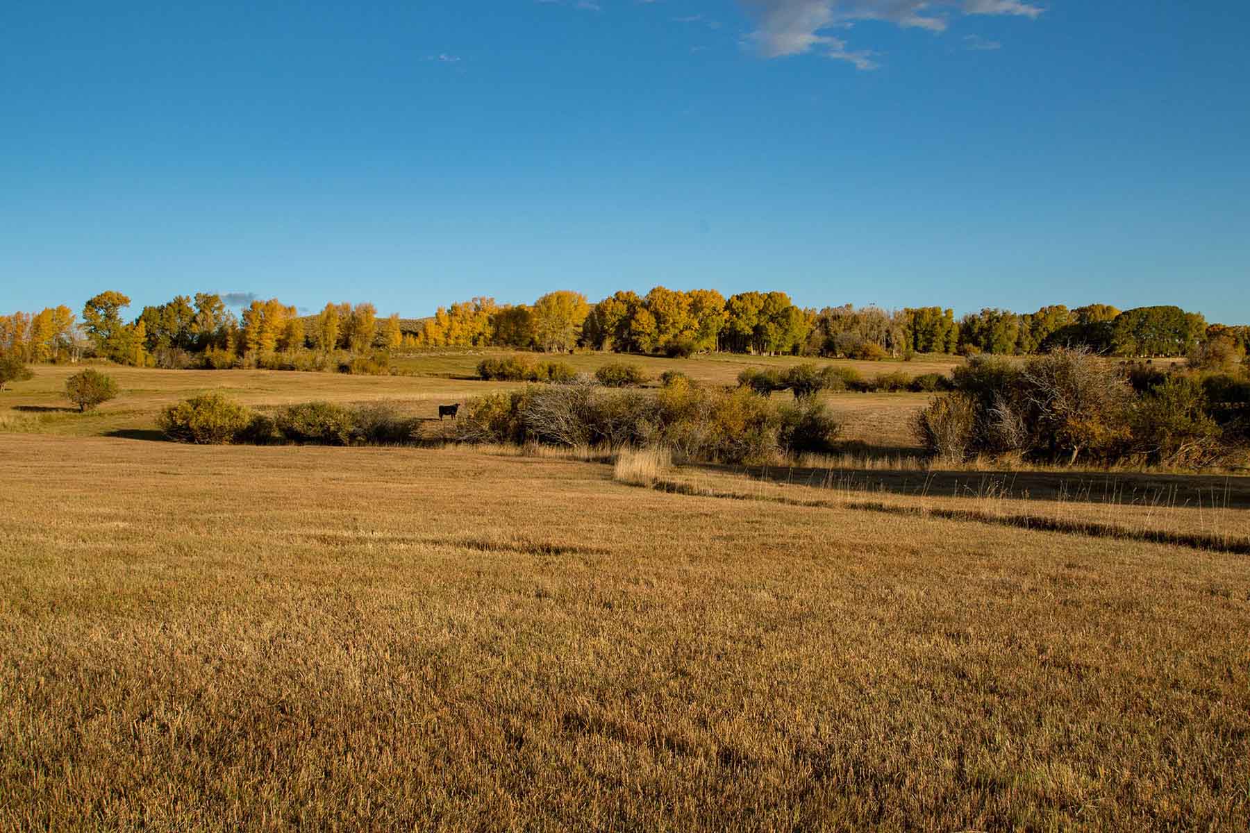 Half Diamond Horseshoe property picture 27 of 59