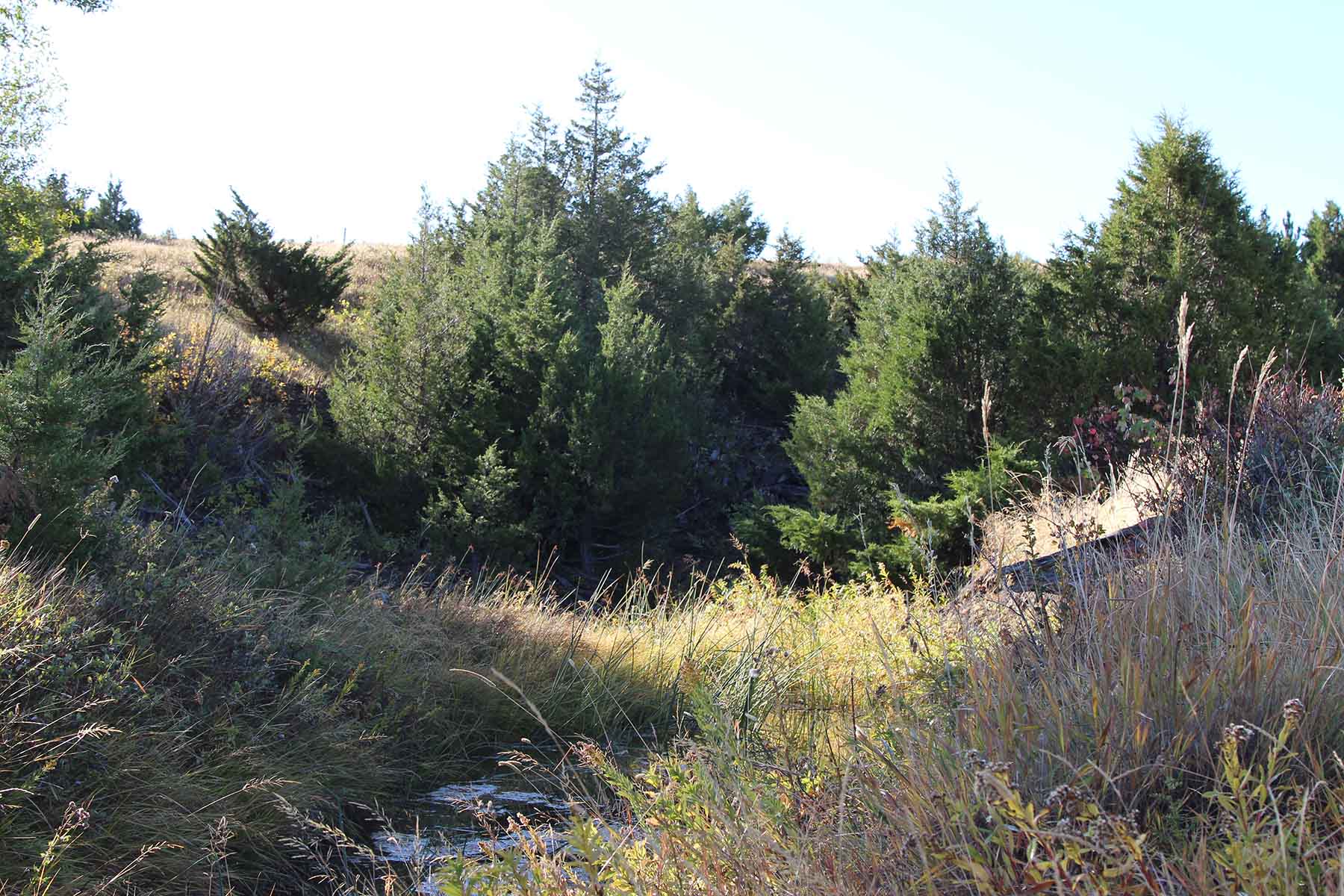 Ridge Grass Ranch property picture 6 of 11