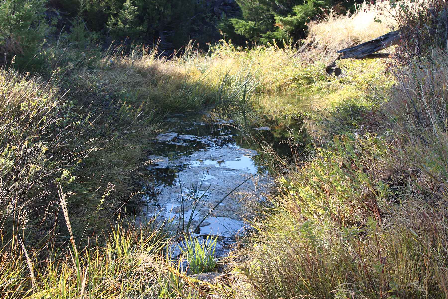 Ridge Grass Ranch property picture 3 of 11