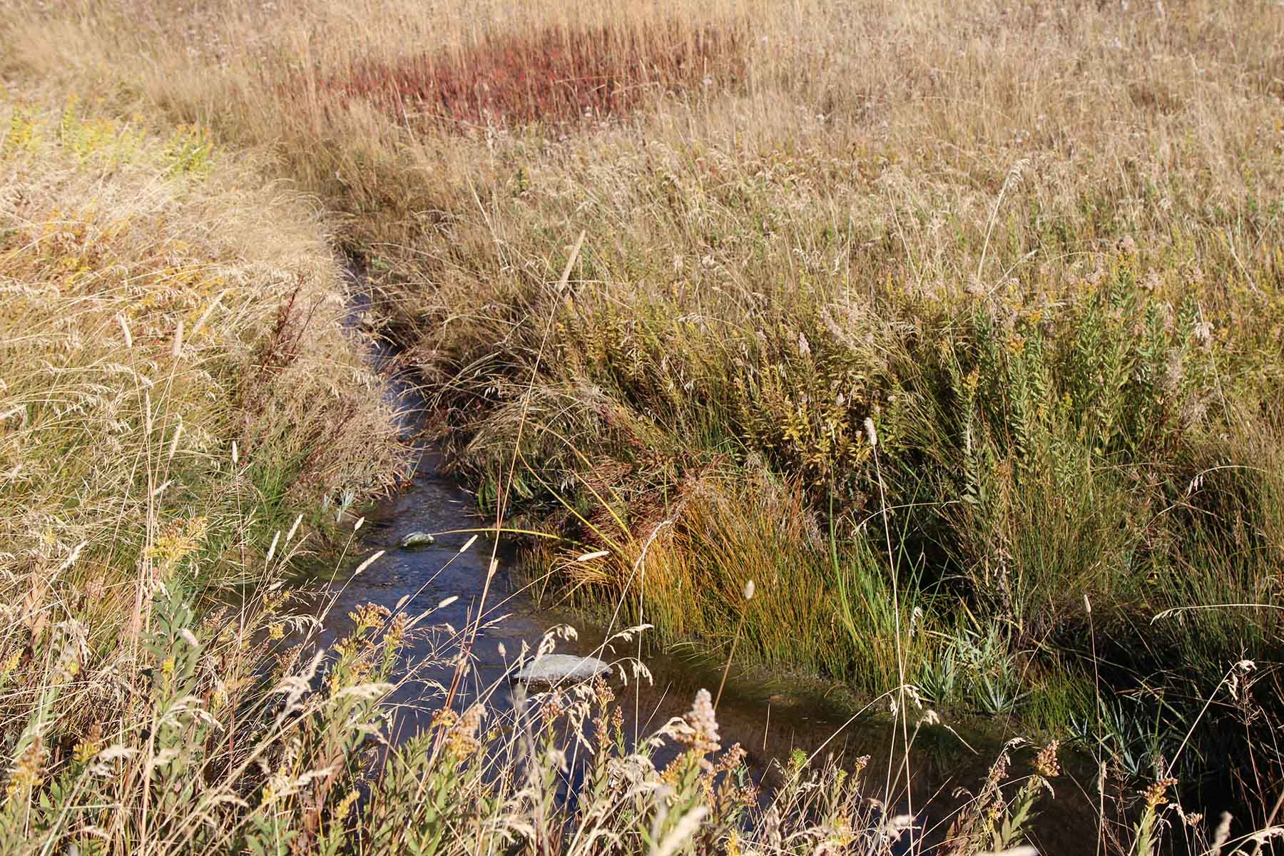 Ridge Grass Ranch property picture 5 of 11