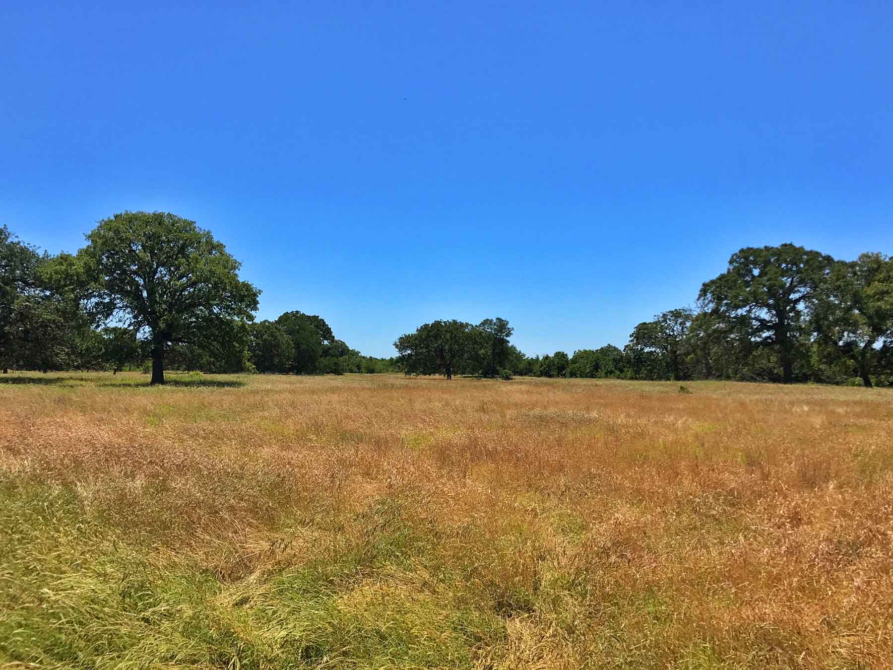 Texas Farm and Ranch property picture 7 of 27