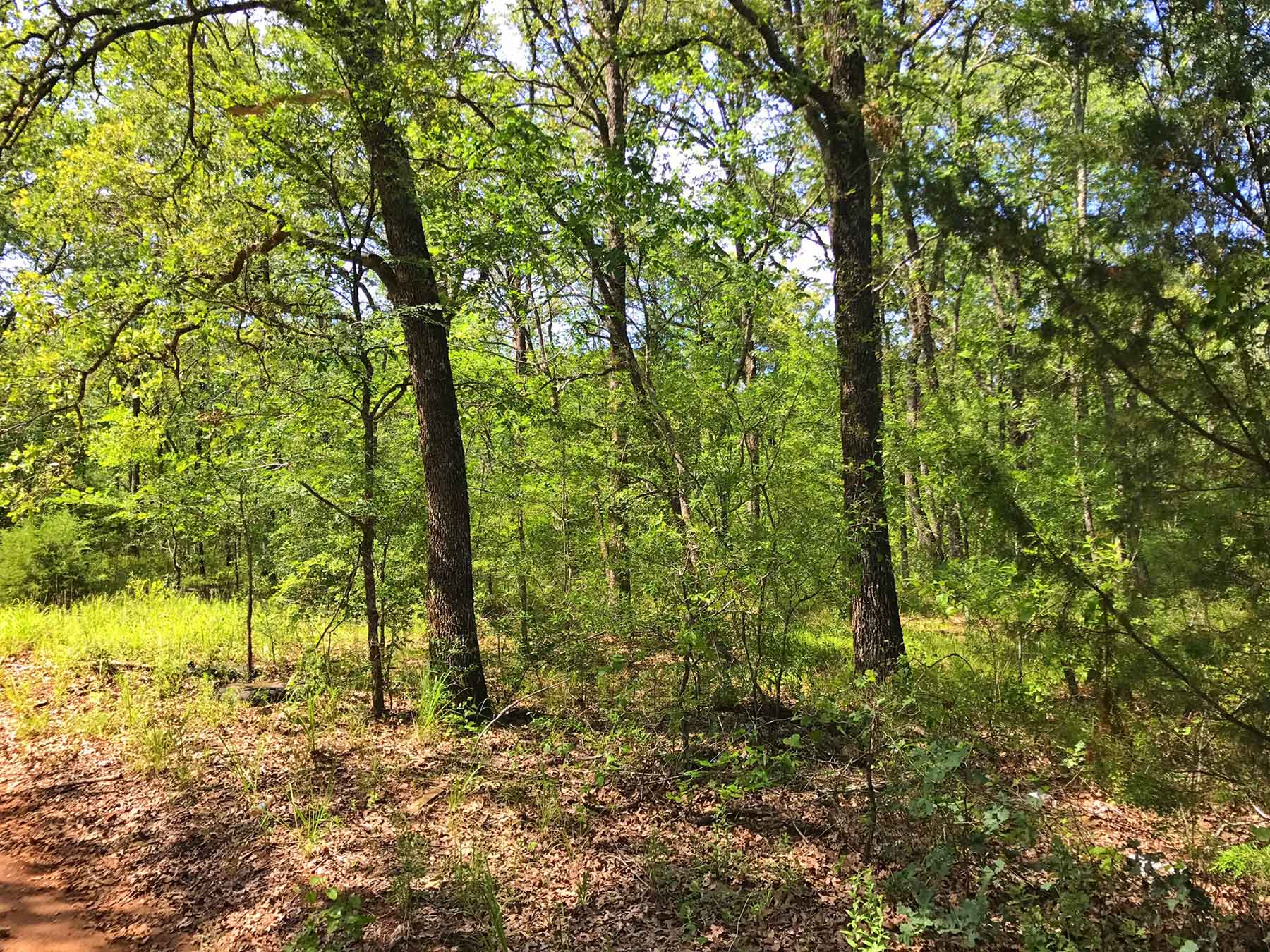 Texas Farm and Ranch property picture 10 of 27