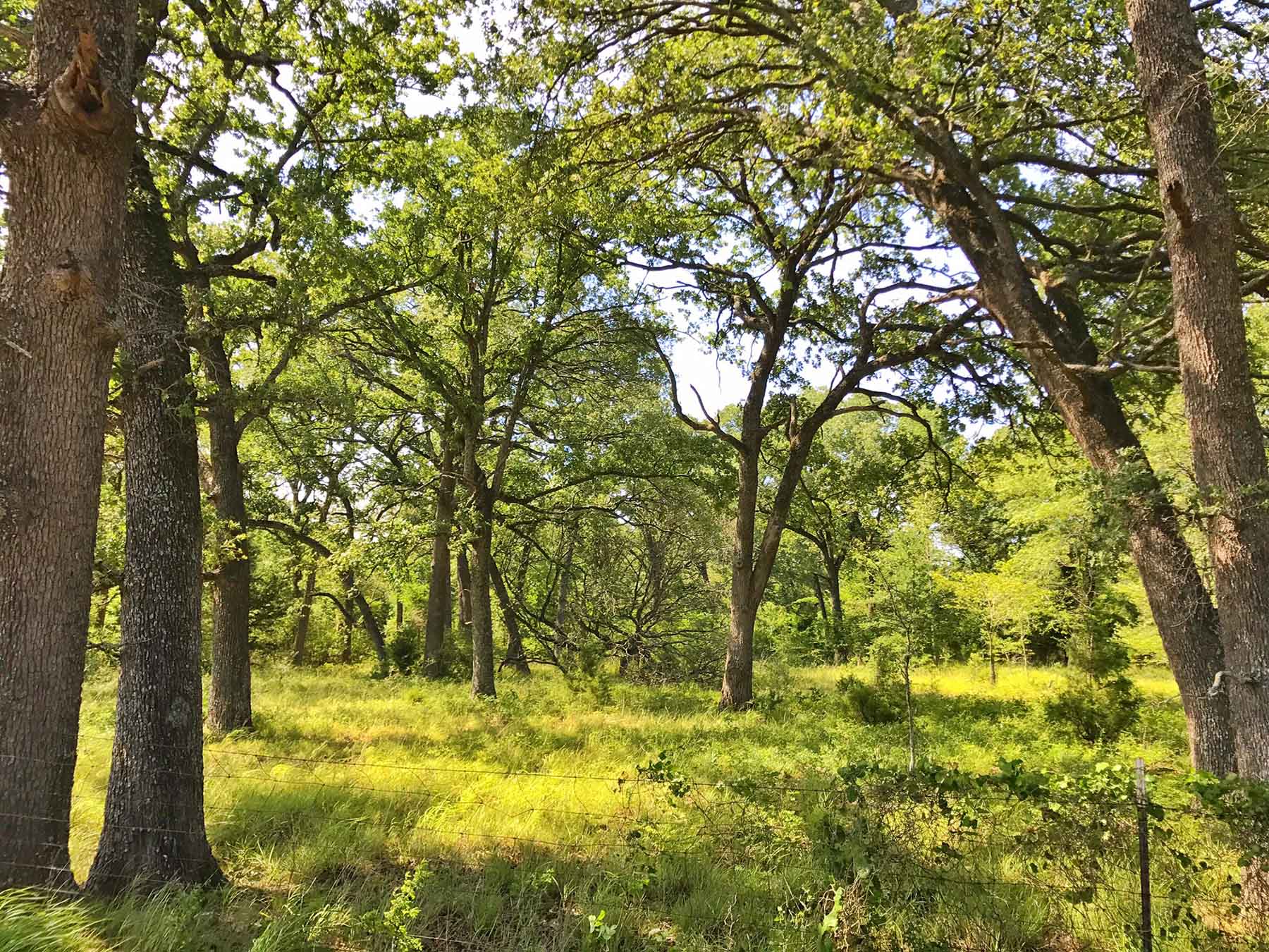 Texas Farm and Ranch property picture 11 of 27