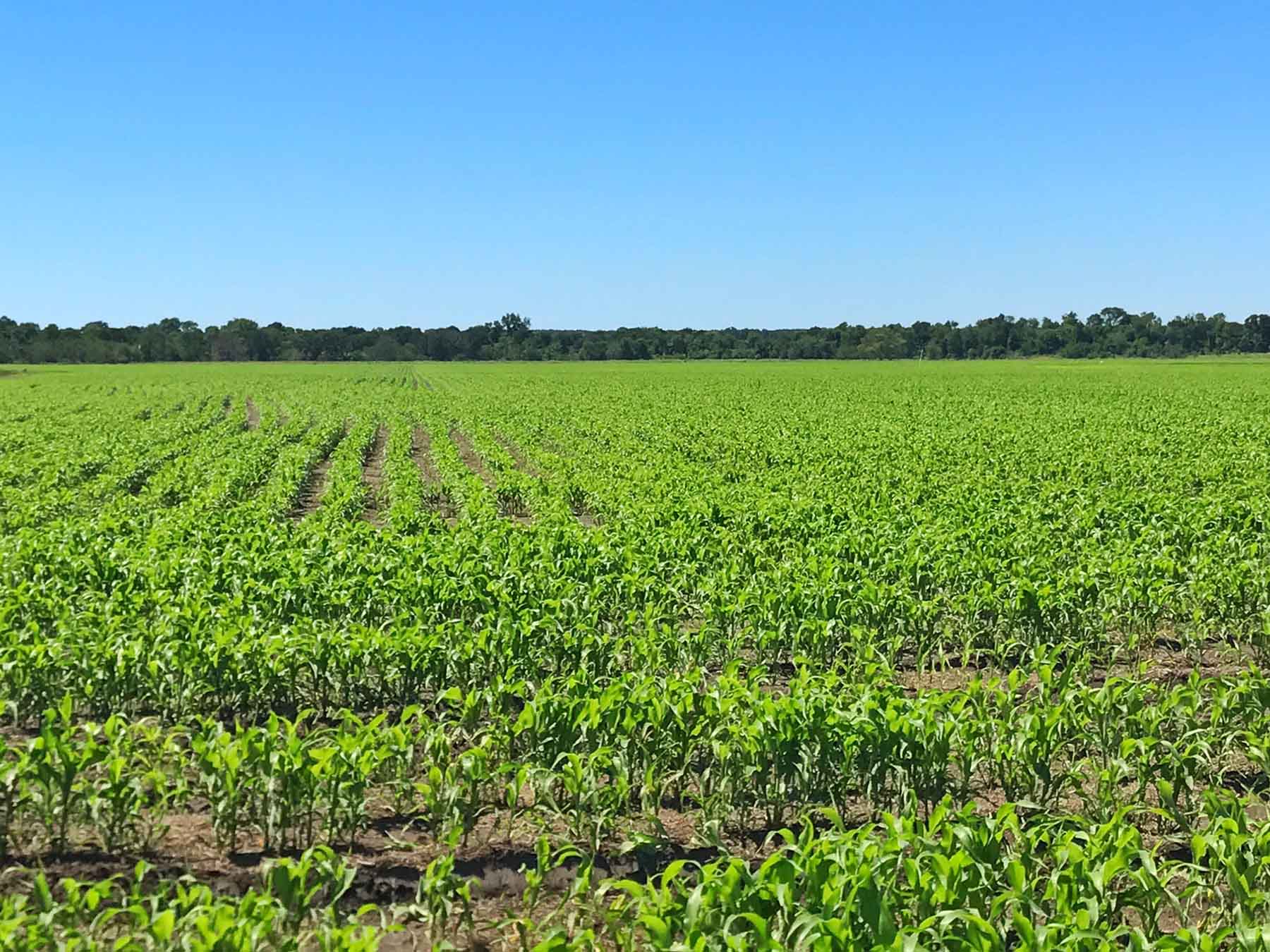 Texas Farm and Ranch property picture 13 of 27