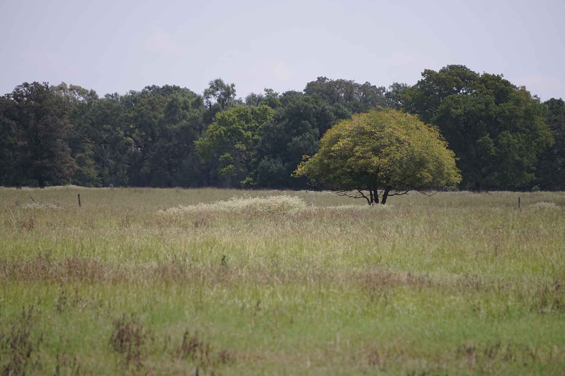 Texas Farm and Ranch property picture 16 of 27