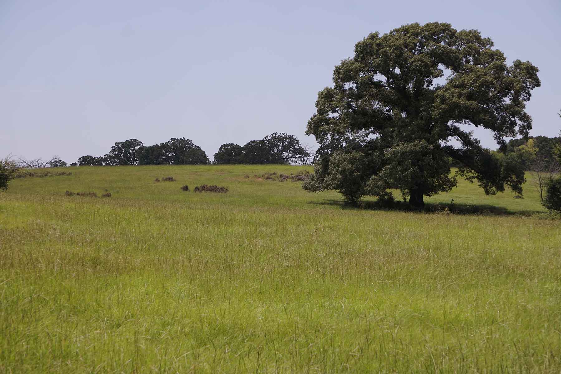 Texas Farm and Ranch property picture 19 of 27