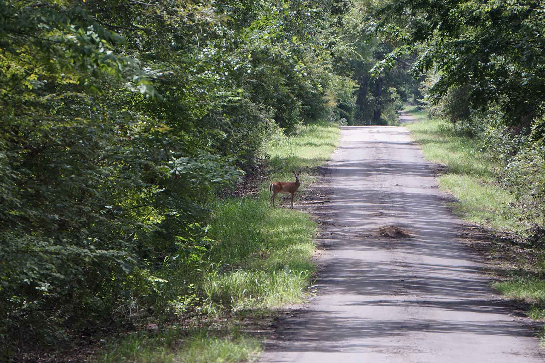 Texas Farm and Ranch property picture 20 of 27