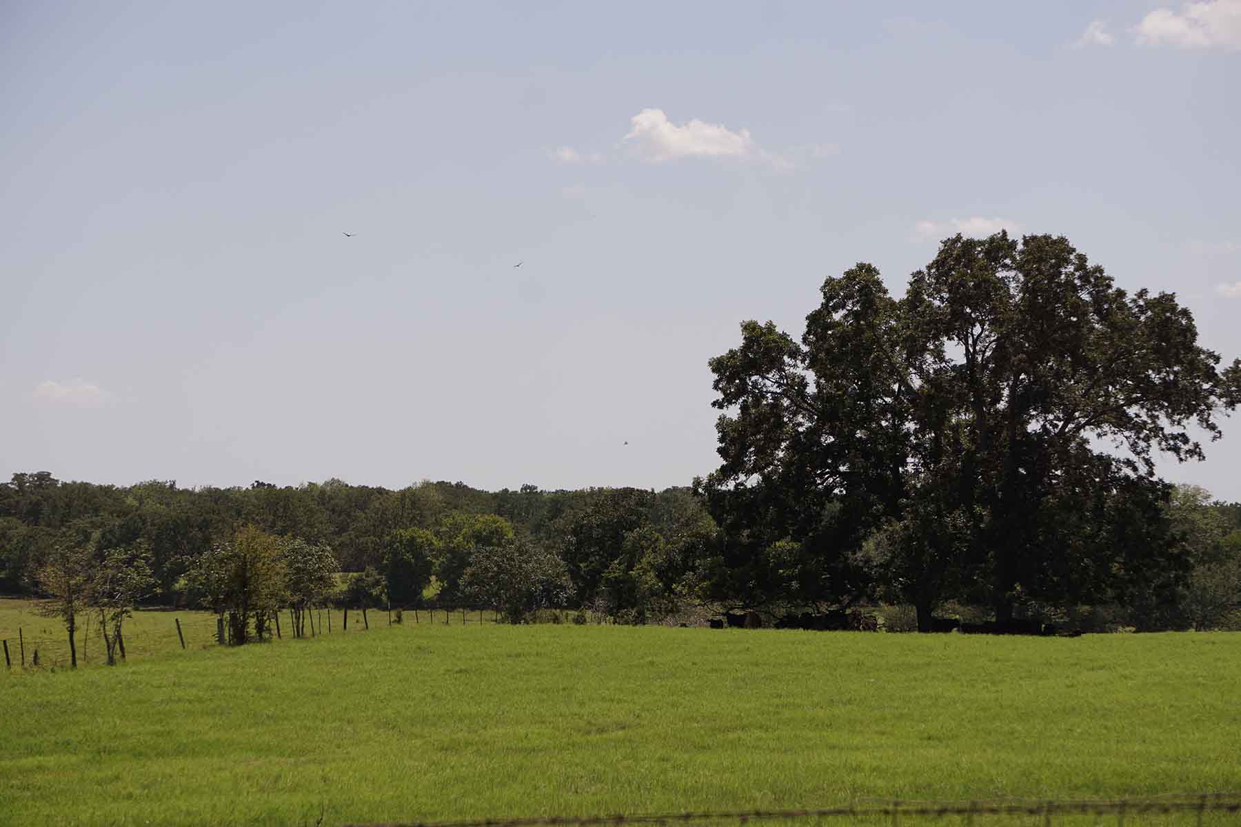 Texas Farm and Ranch property picture 21 of 27