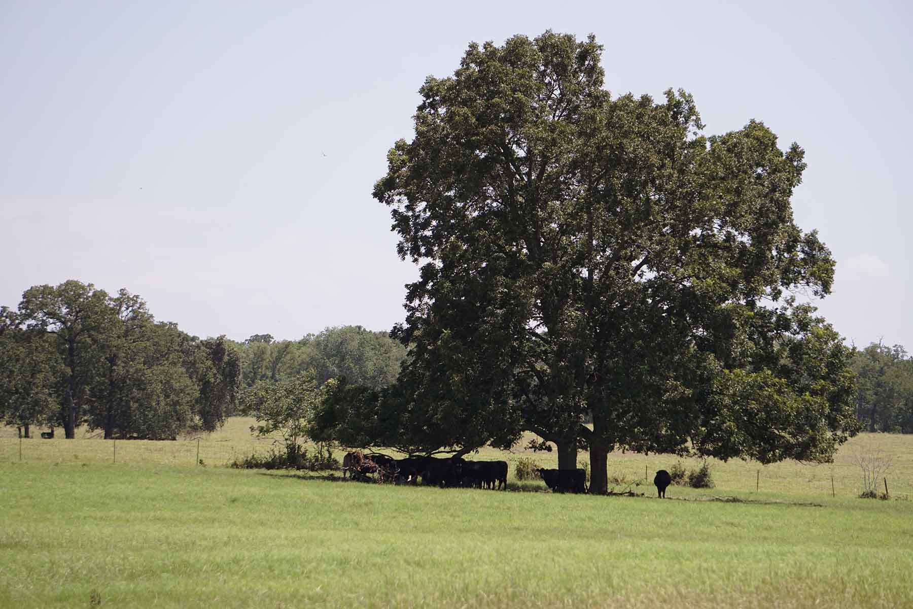 Texas Farm and Ranch property picture 22 of 27