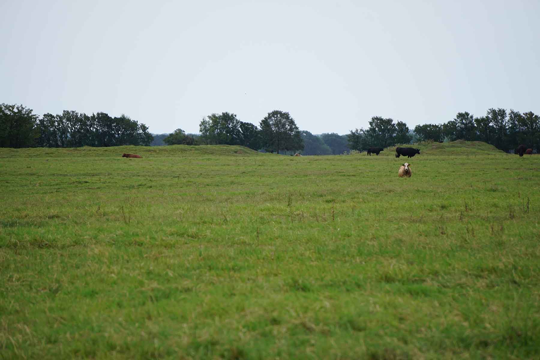 Texas Farm and Ranch property picture 23 of 27
