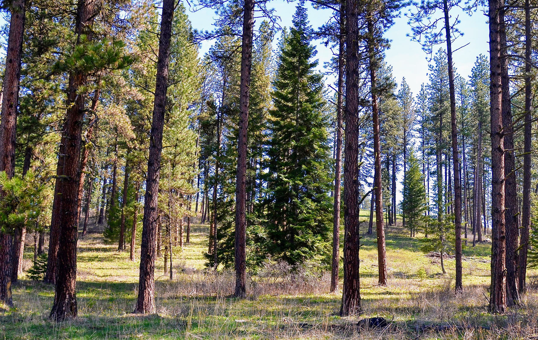 Lower Salmon River Ranch property picture 89 of 95