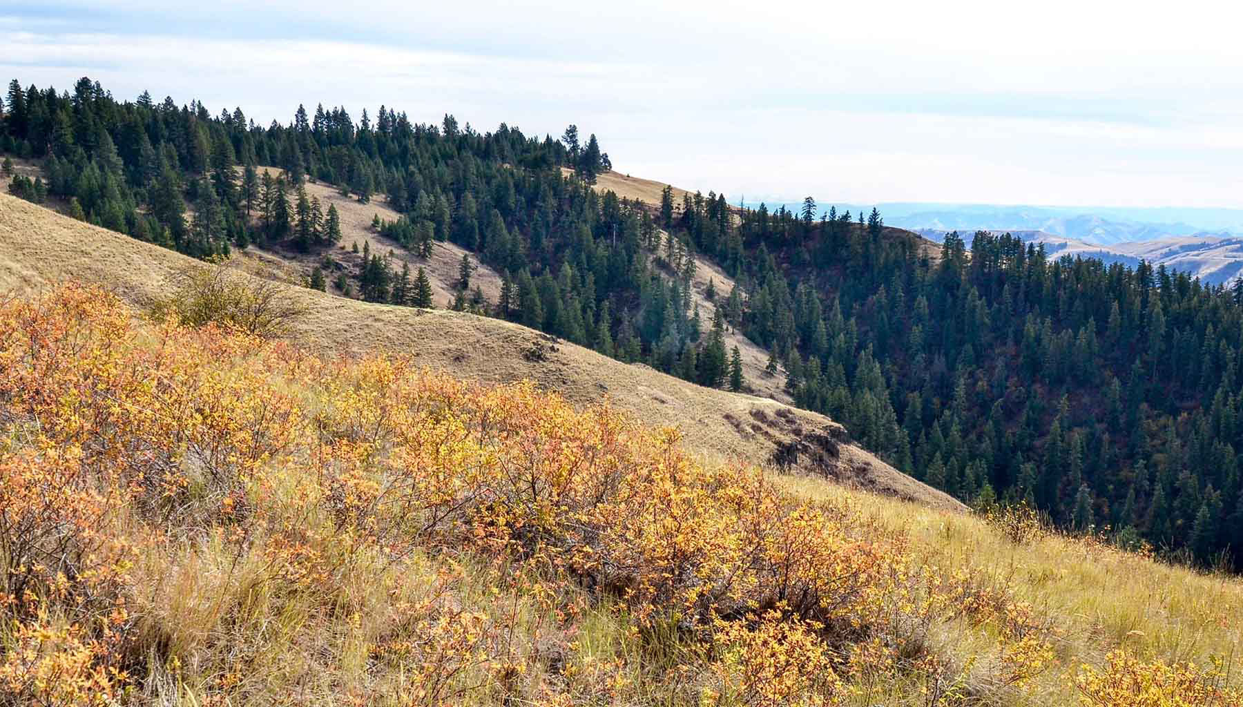 Lower Salmon River Ranch property picture 76 of 95