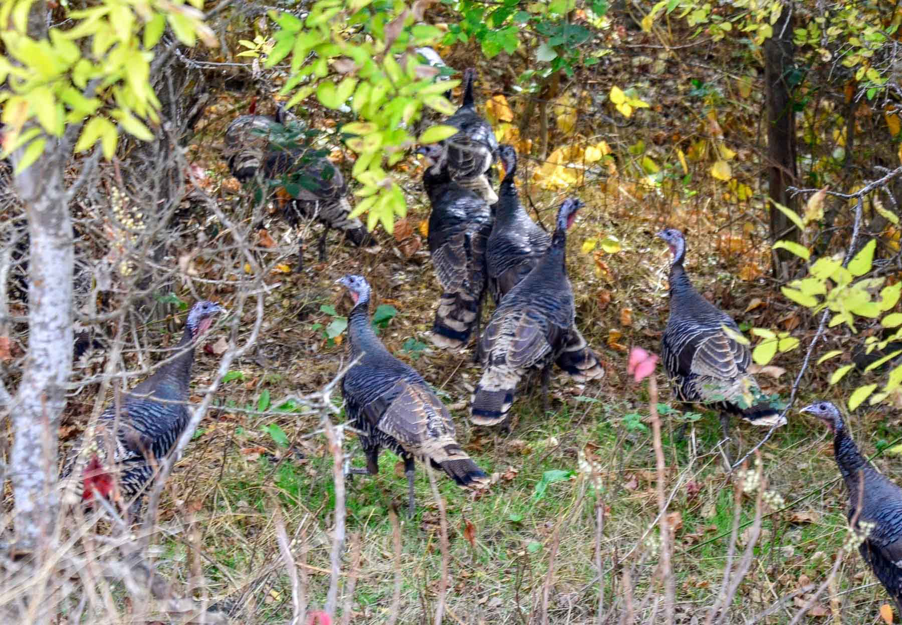 Lower Salmon River Ranch property picture 69 of 95