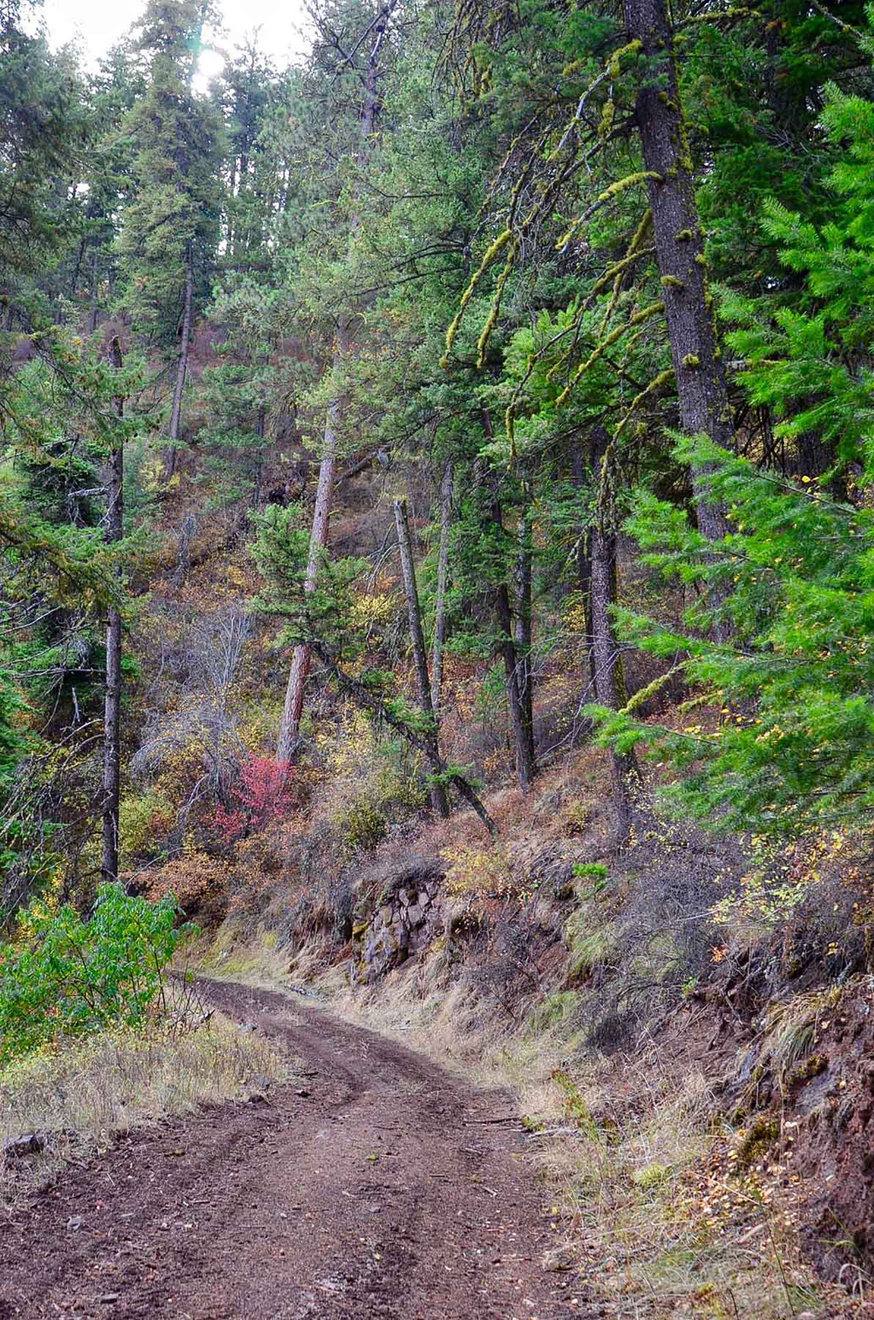 Lower Salmon River Ranch property picture 32 of 95