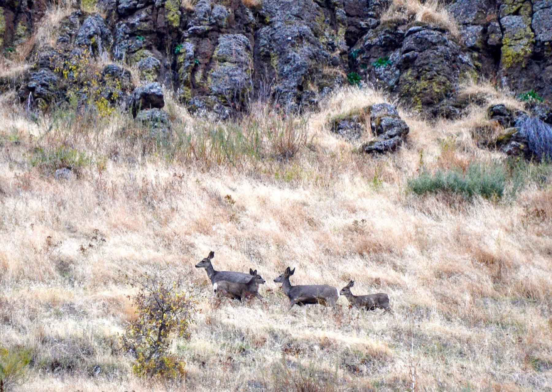 Lower Salmon River Ranch property picture 70 of 95