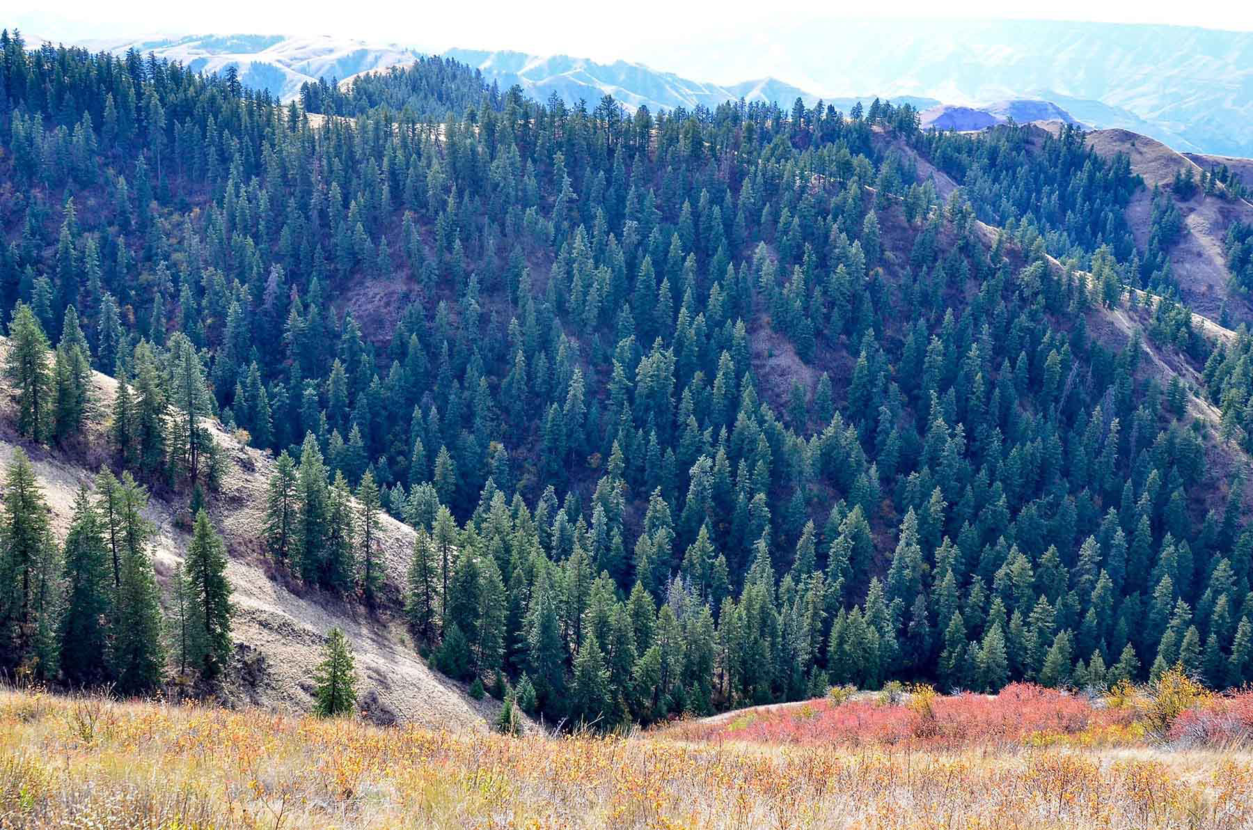 Lower Salmon River Ranch property picture 79 of 95