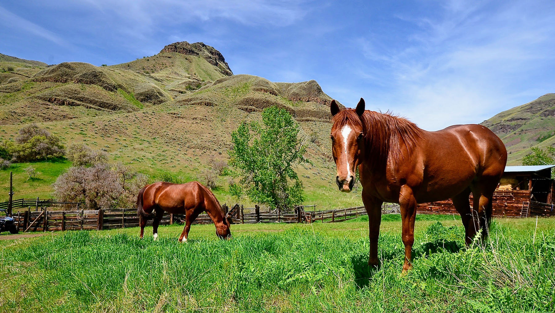 Lower Salmon River Ranch property picture 26 of 95