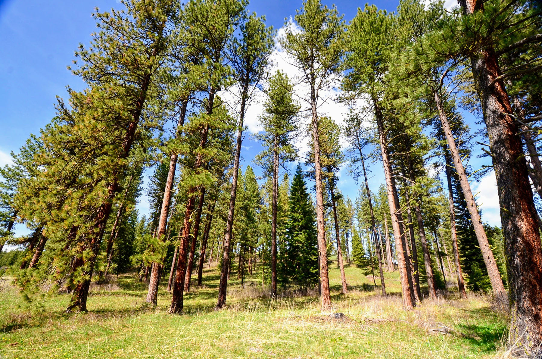 Lower Salmon River Ranch property picture 90 of 95