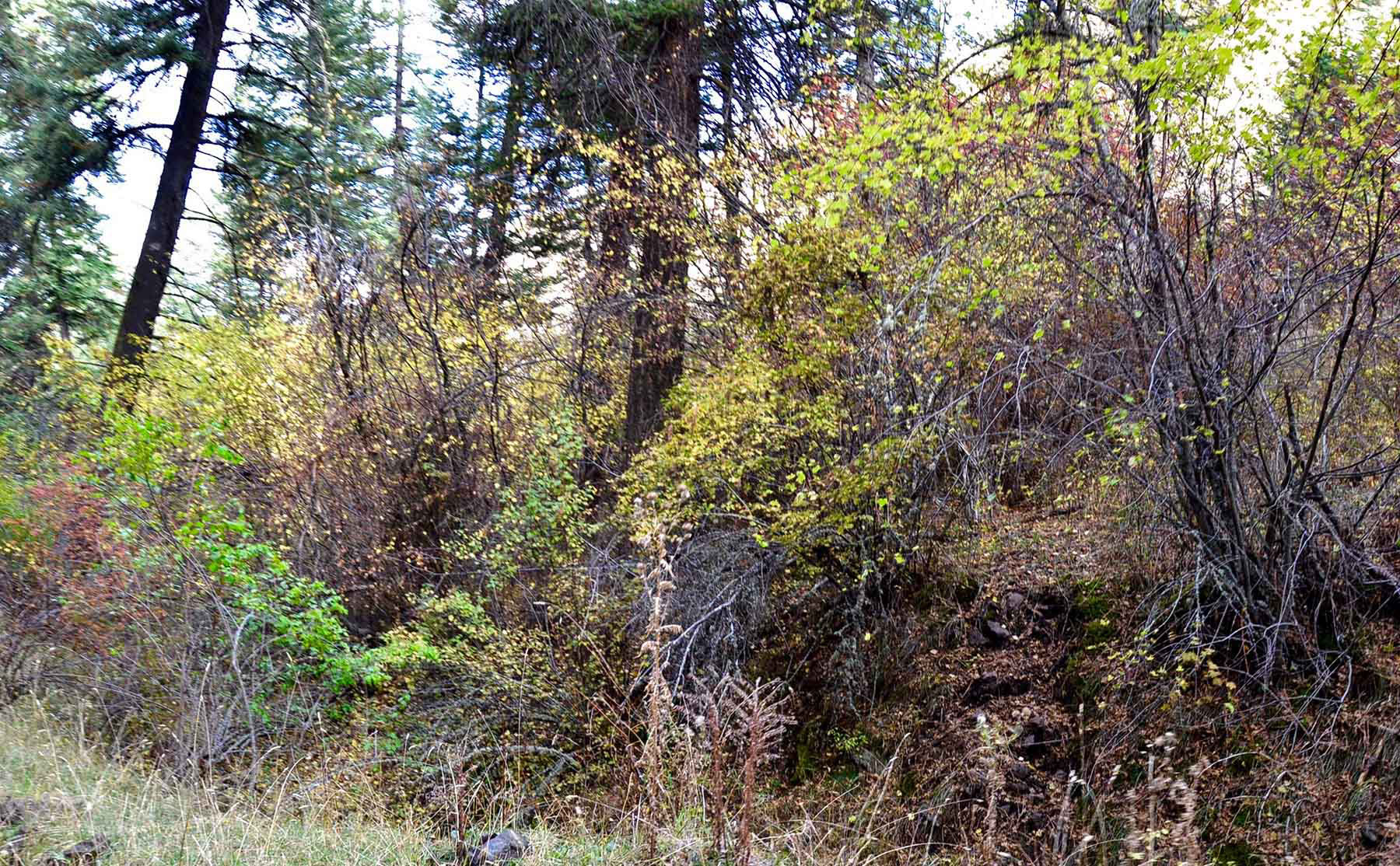 Lower Salmon River Ranch property picture 33 of 95