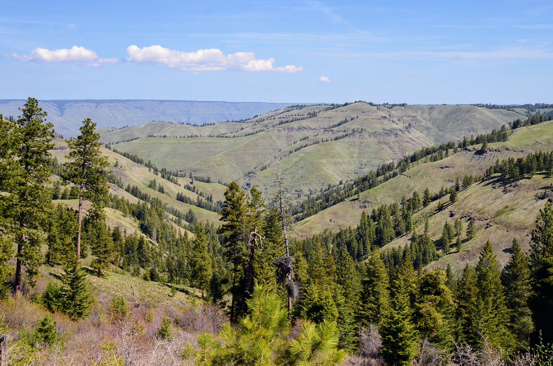 Lower Salmon River Ranch property picture 6 of 95