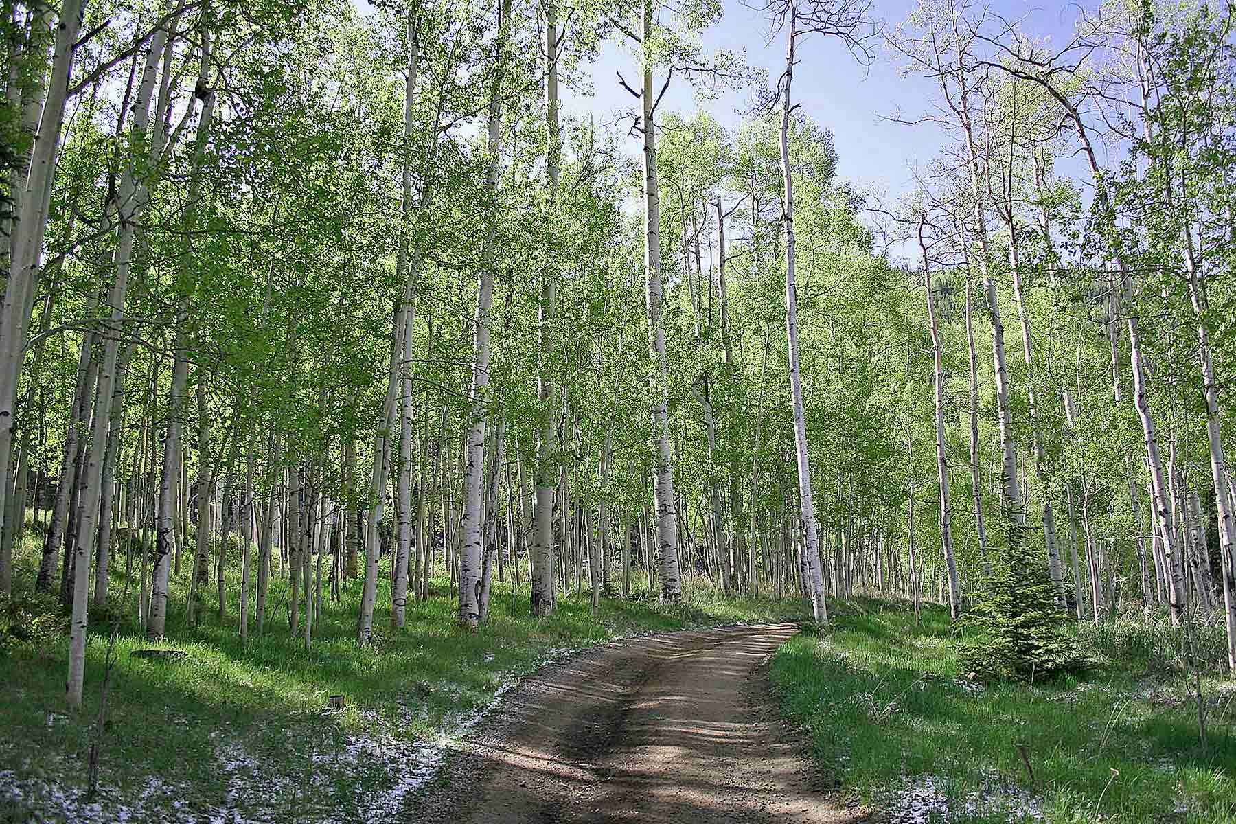 Wildflower at Crystal Creek property picture 23 of 33