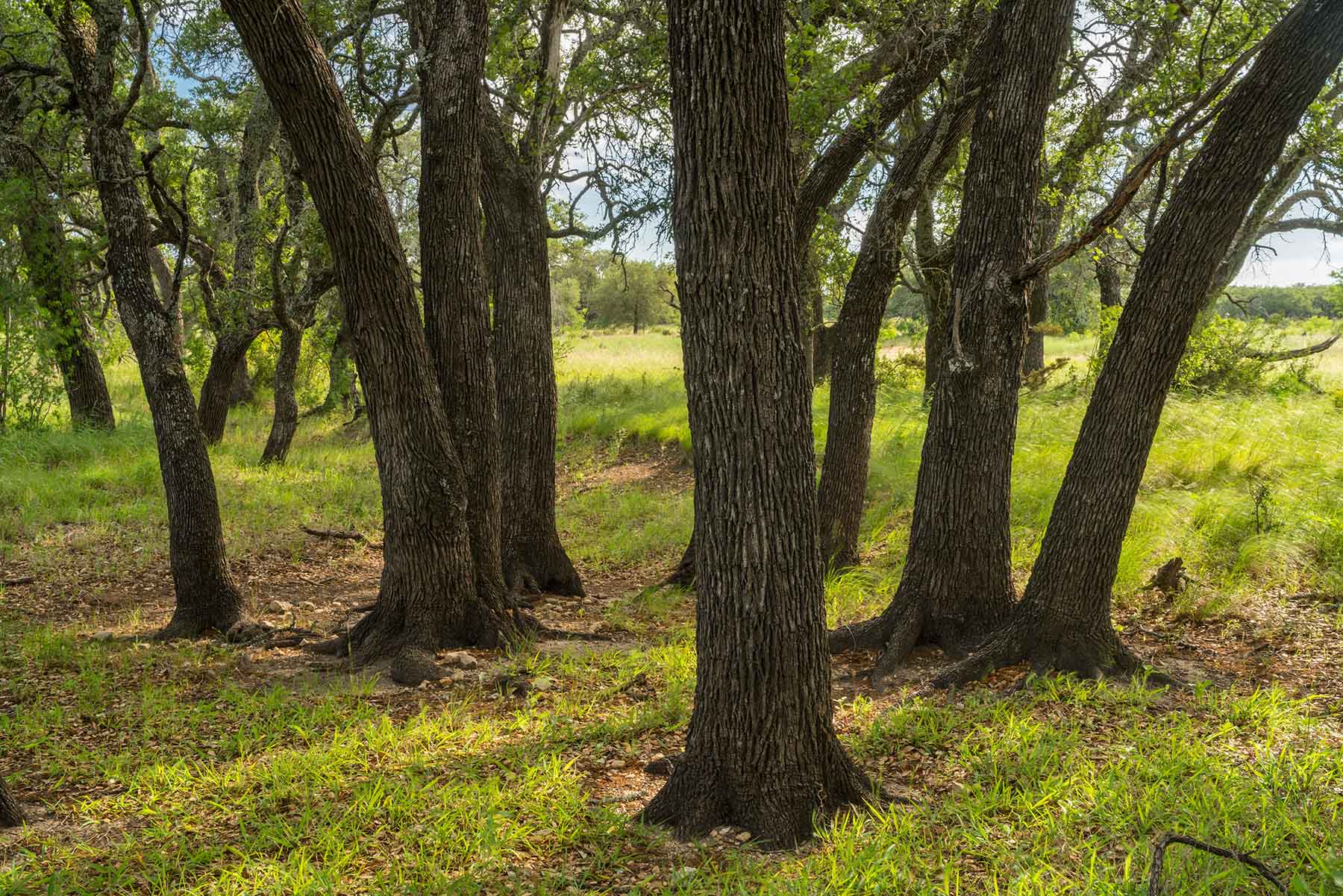 Oak Hills Ranch property picture 3 of 15