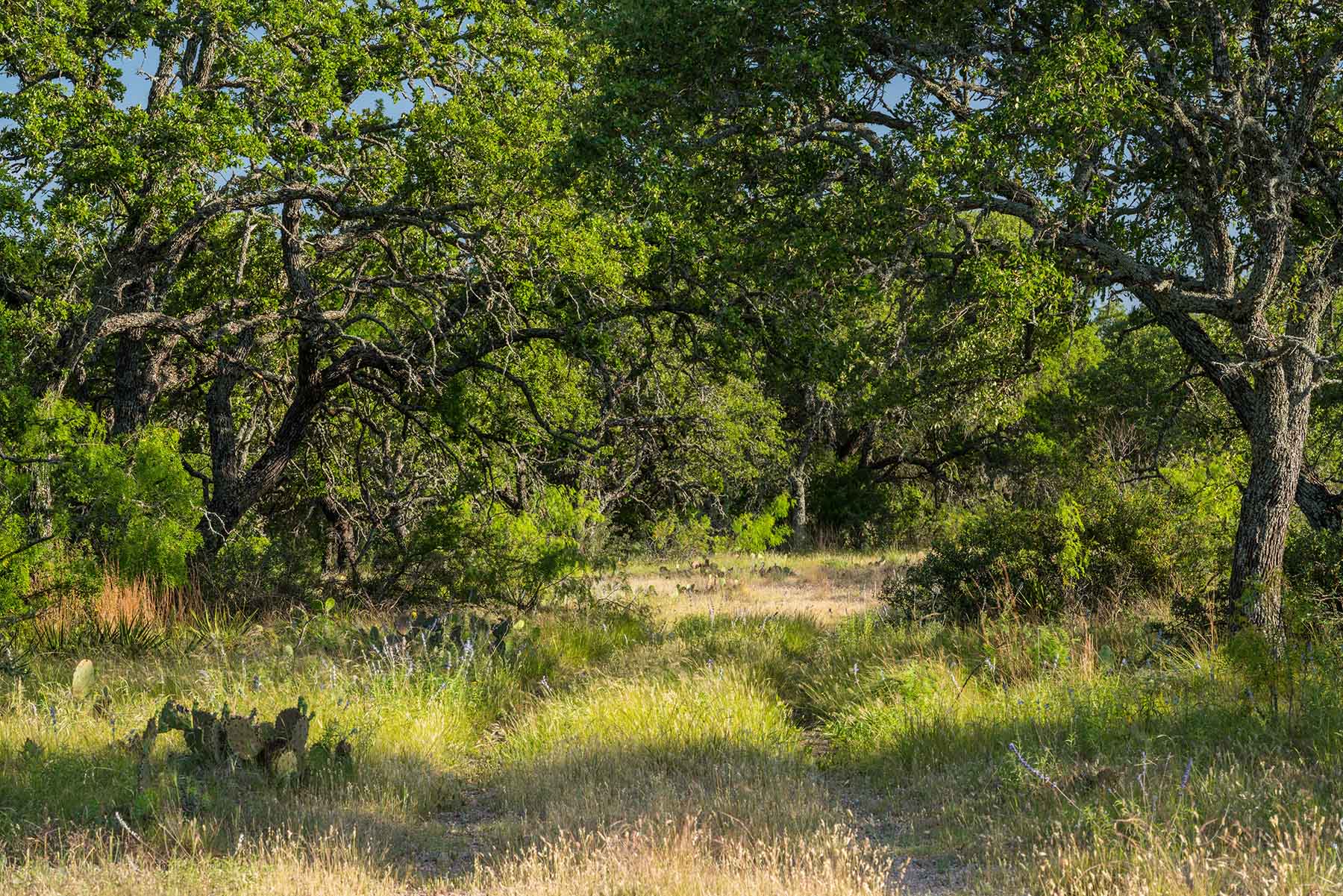 Oak Hills Ranch Sold Texas Hall and Hall