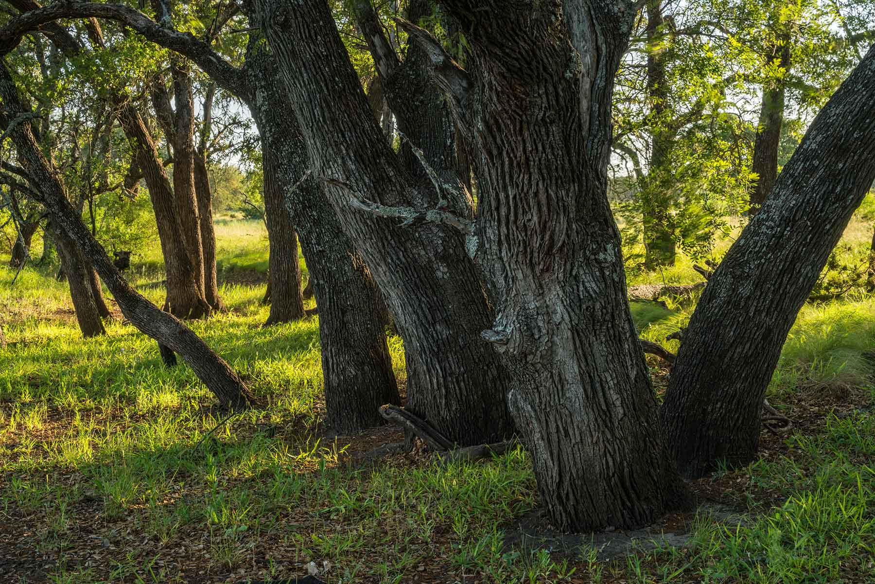 Oak Hills Ranch property picture 7 of 15