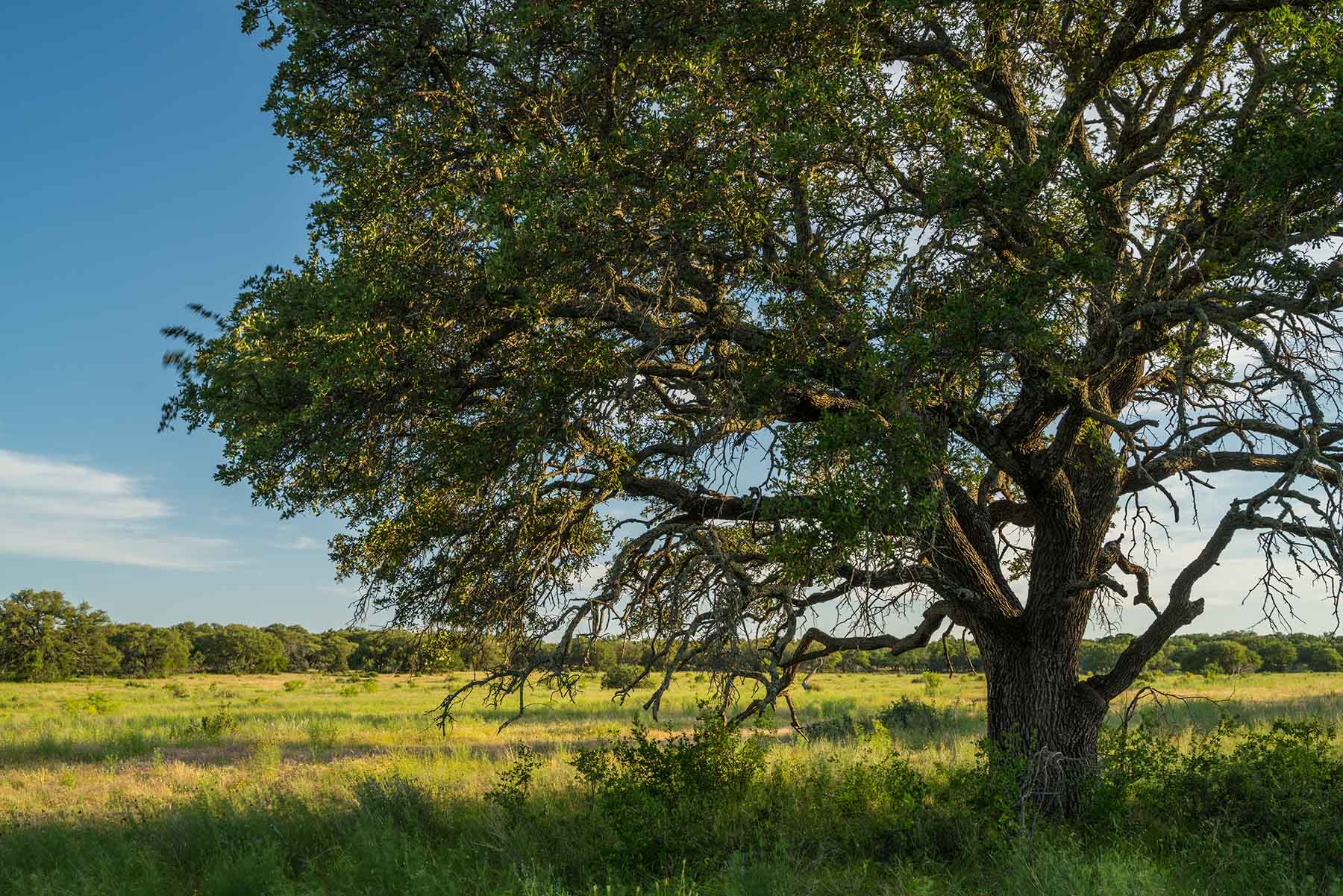 Oak Hills Ranch property picture 9 of 15