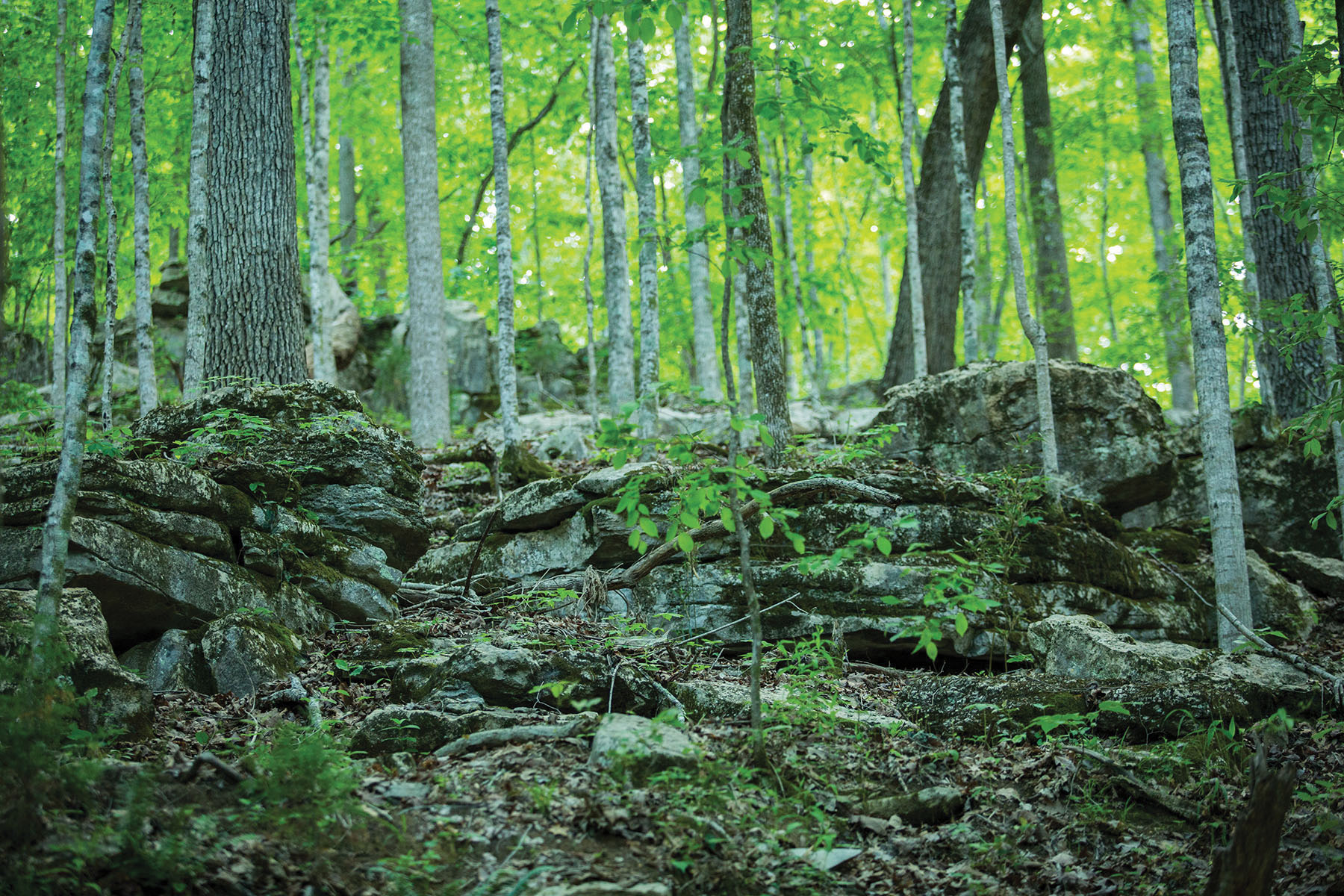 Round Cove property picture 3 of 111