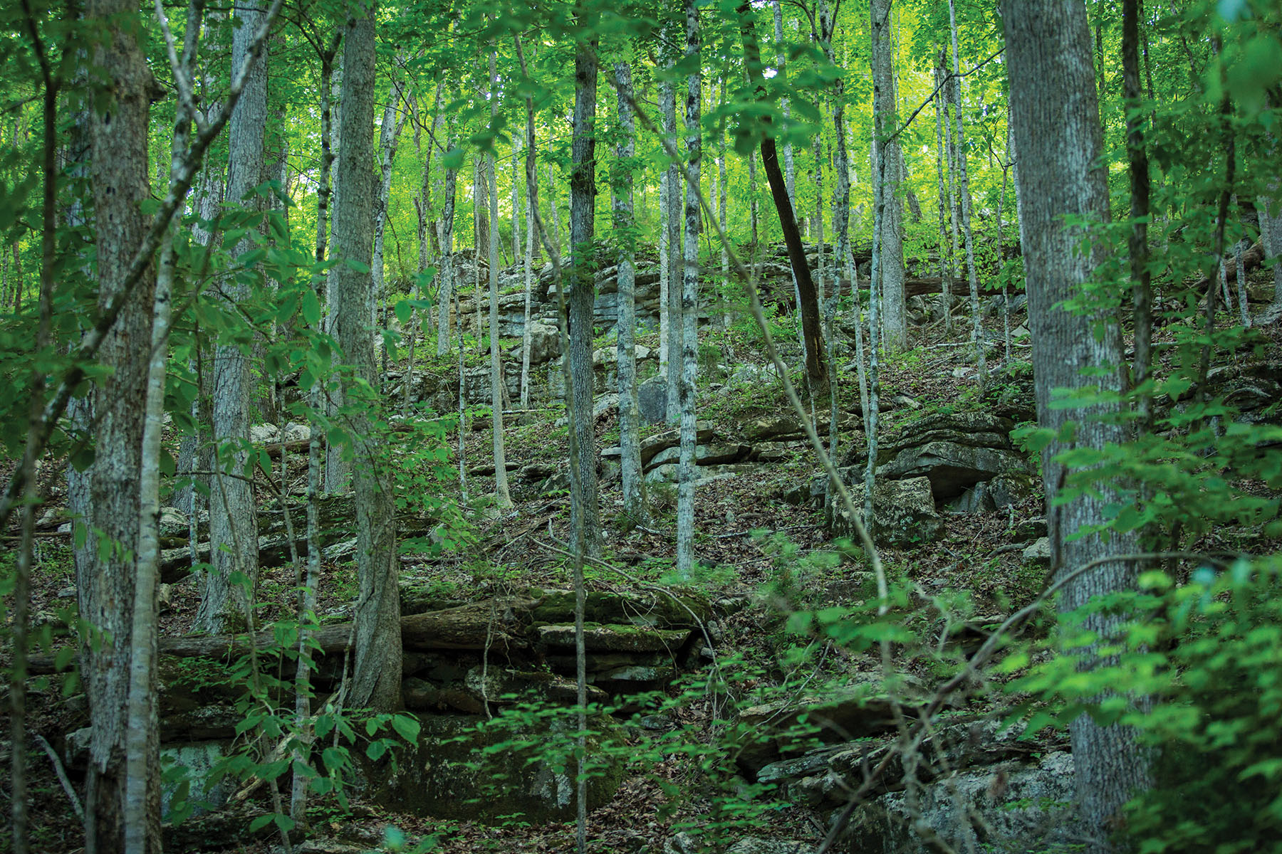 Round Cove property picture 2 of 111